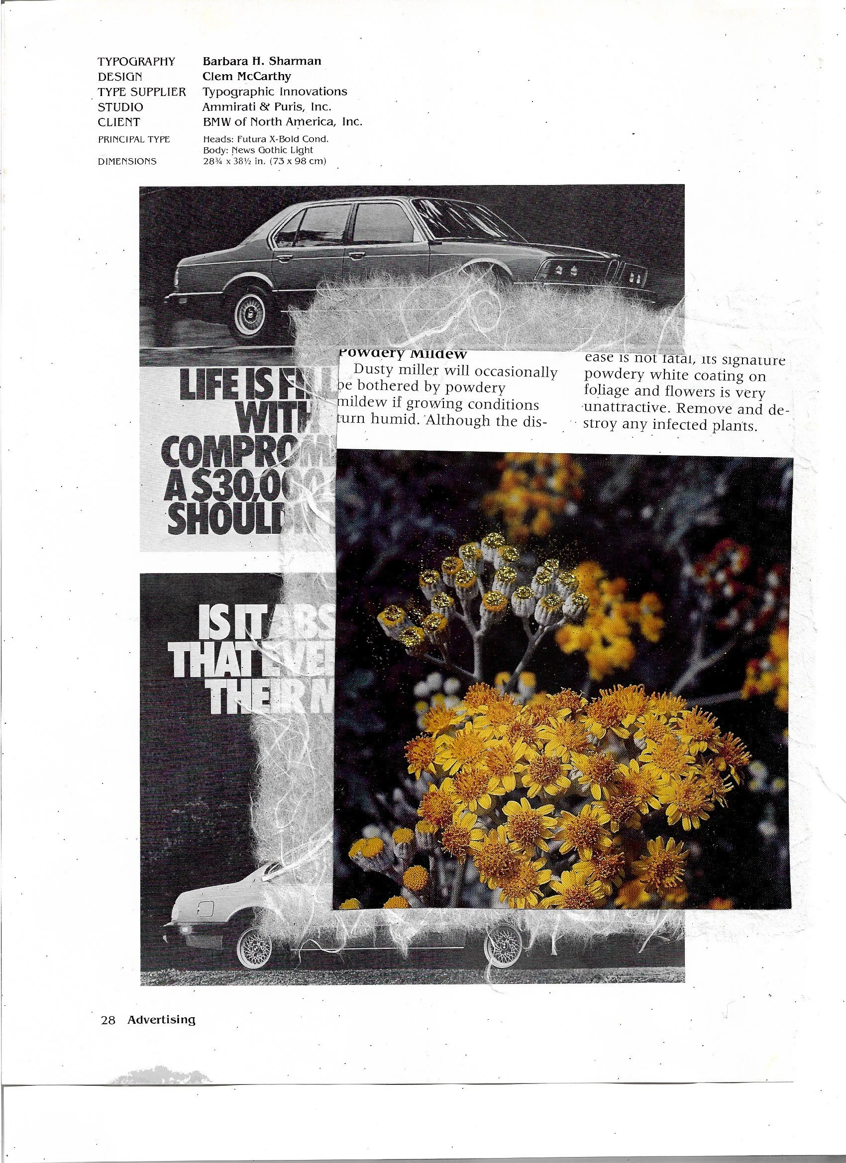 Black and white BMW ad from many years ago, collaged on top is a photo of yellow flowers. 