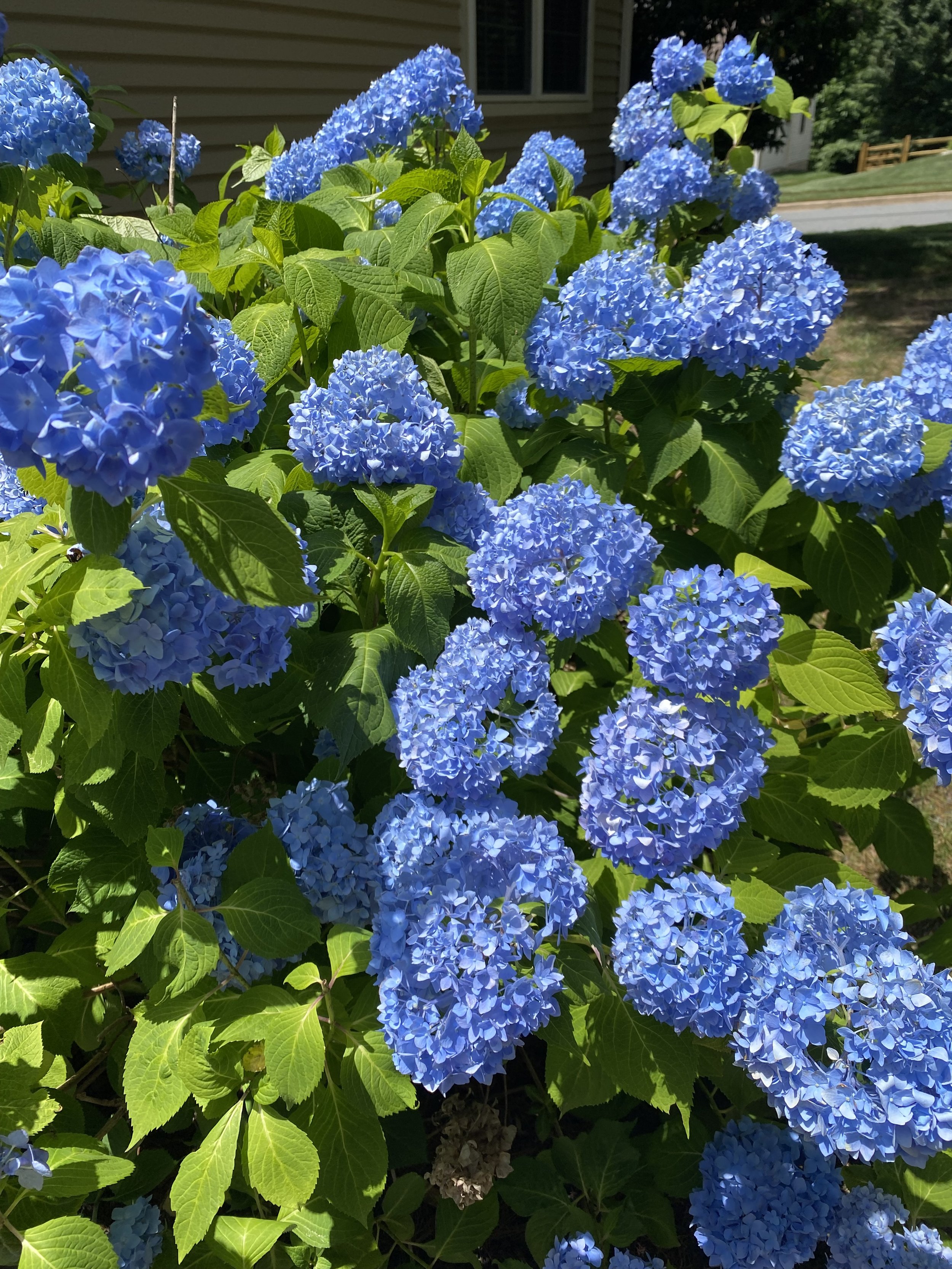 IMG_8799.jpeg