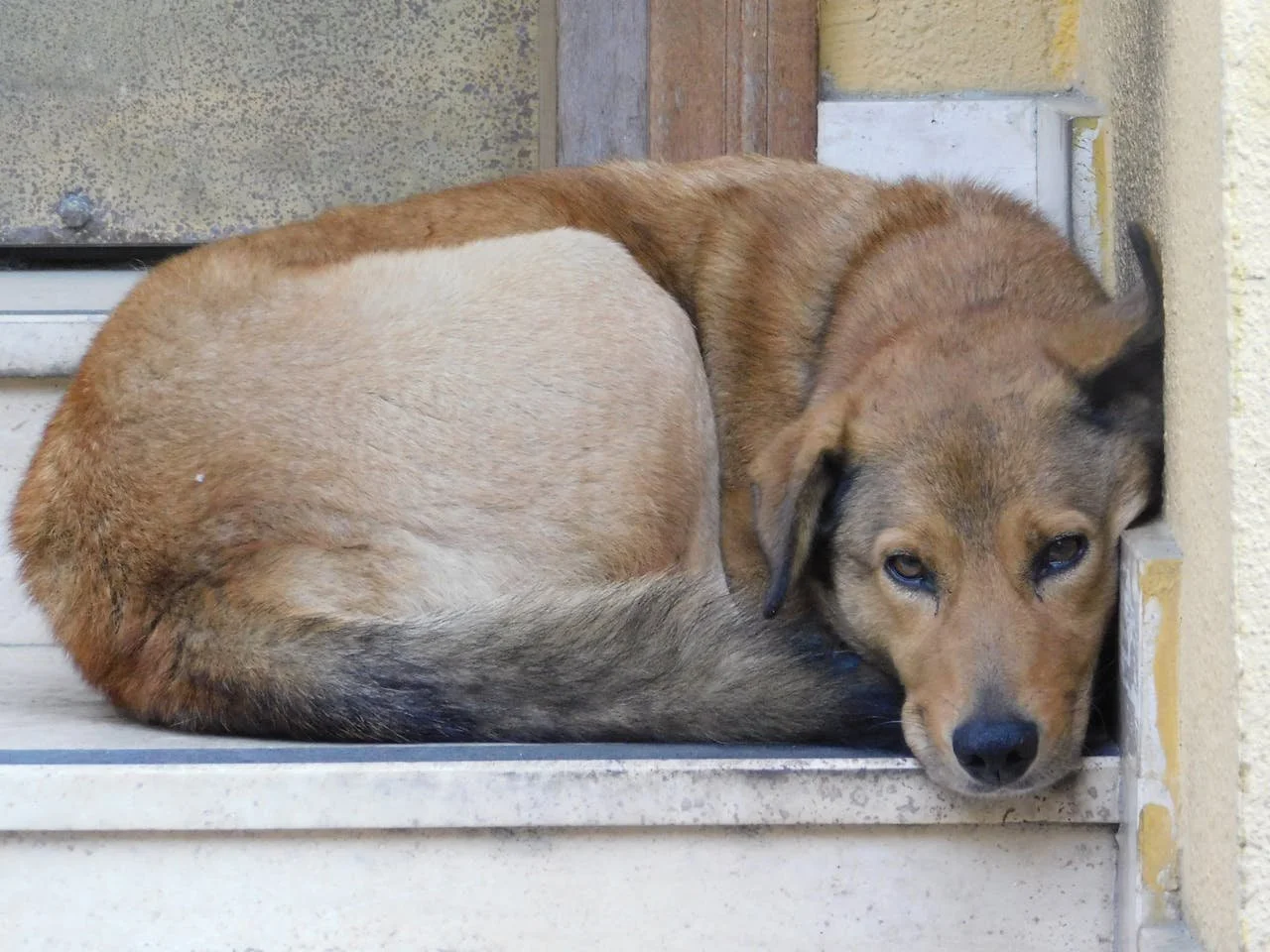 Bloat in Dogs: A Life-Threatening Emergency