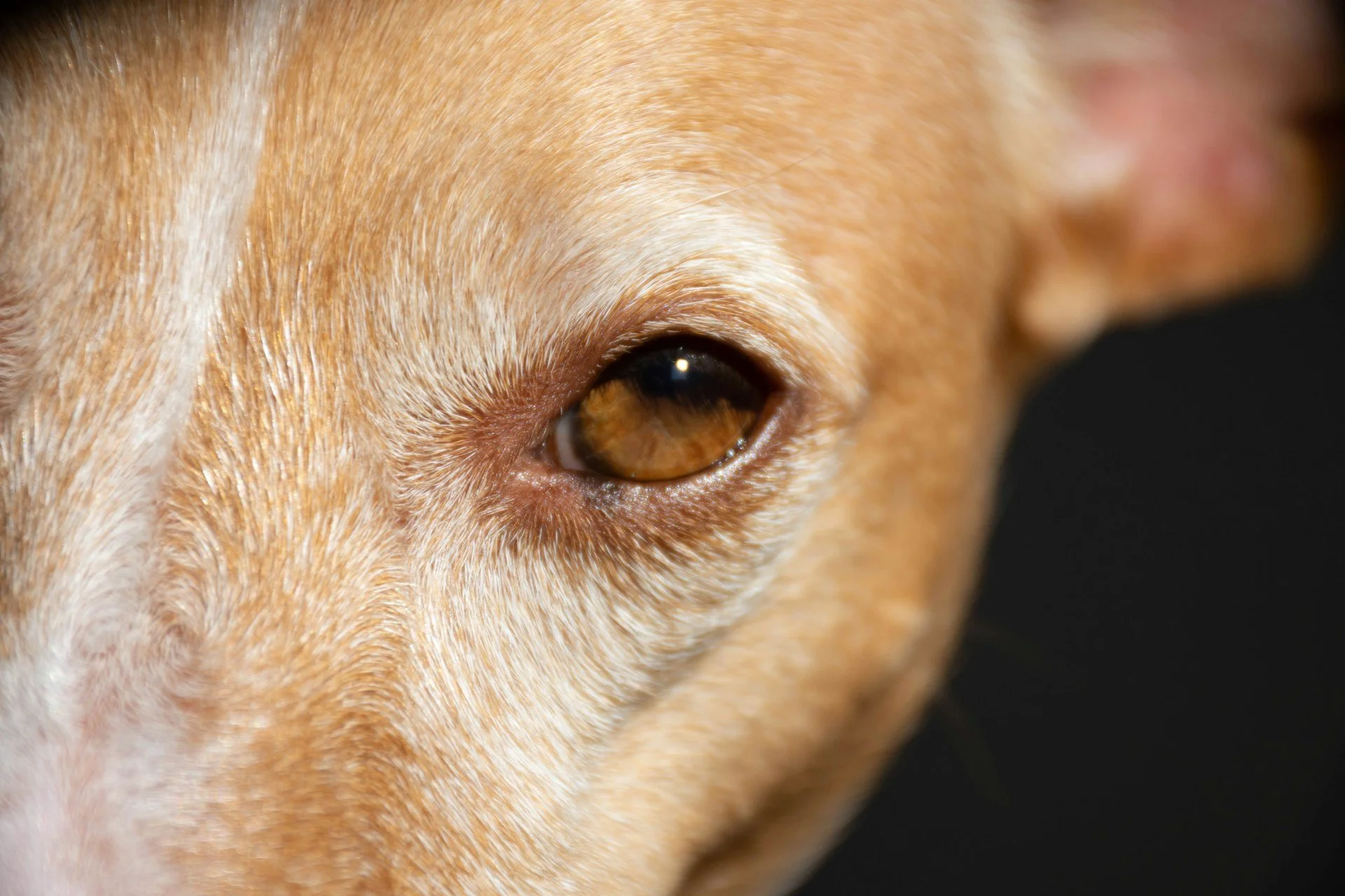 Eye Injuries in Pets: When to Seek Emergency Care