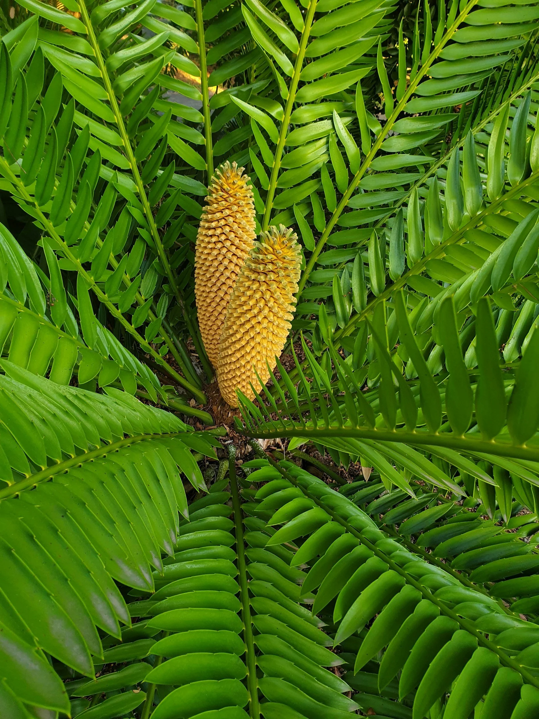 cycad plant in Perth