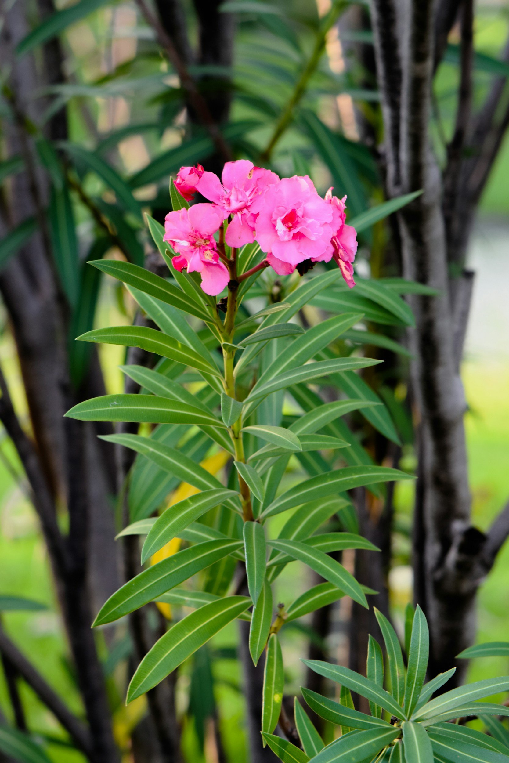 Oleander plant in garden