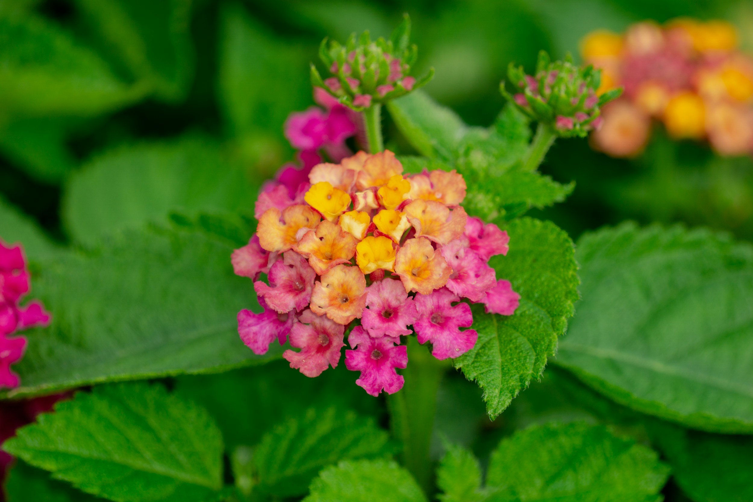 close up of lantana plant