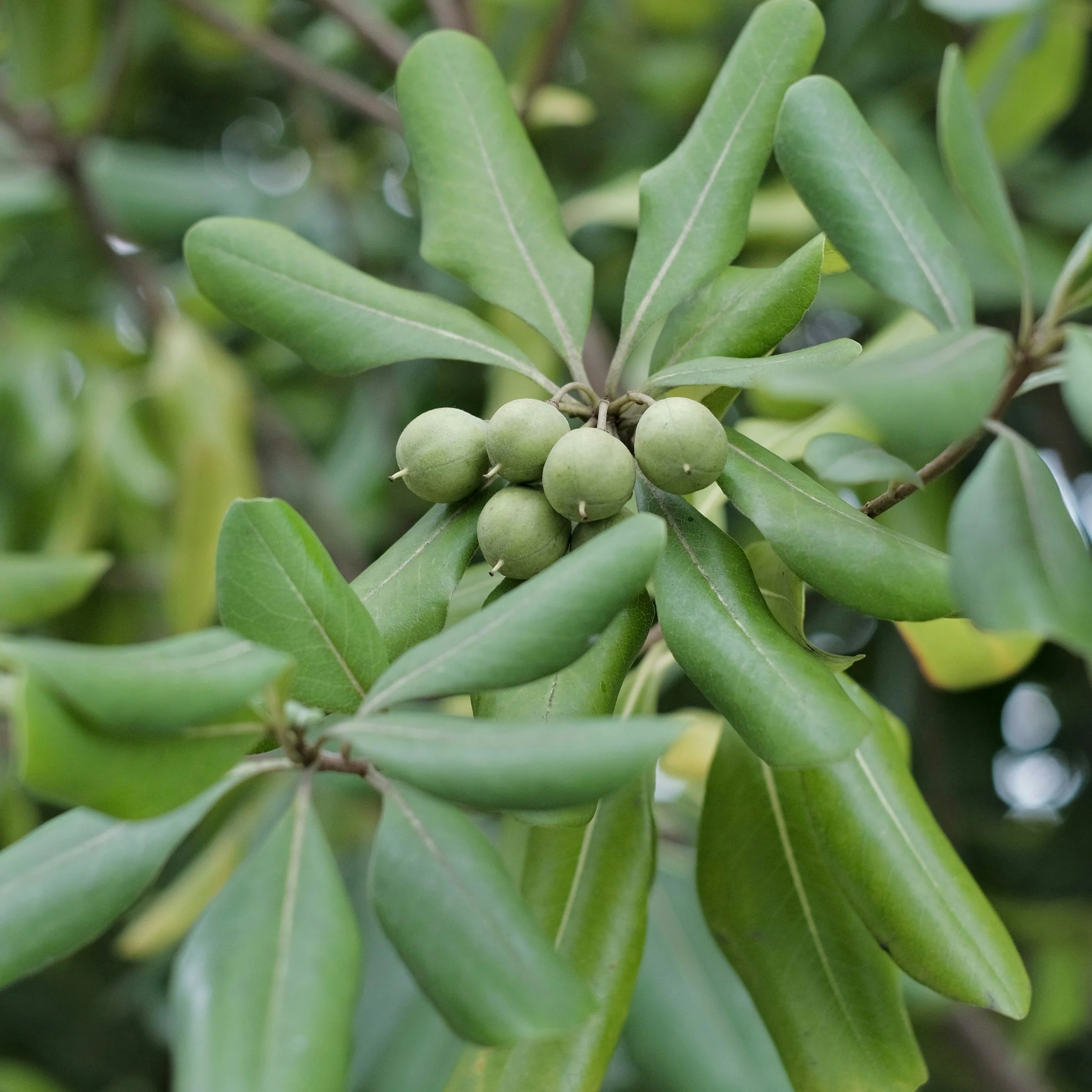 close up of Macadamia tree