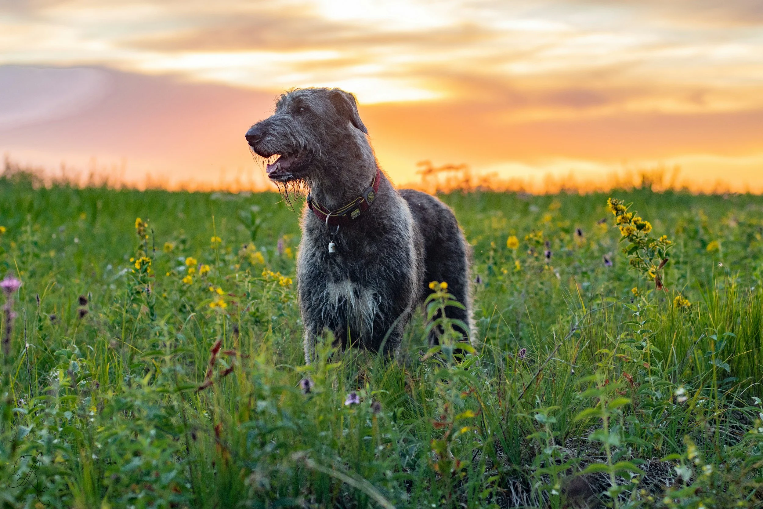 Perth's Most Dangerous Plants for Dogs and Cats