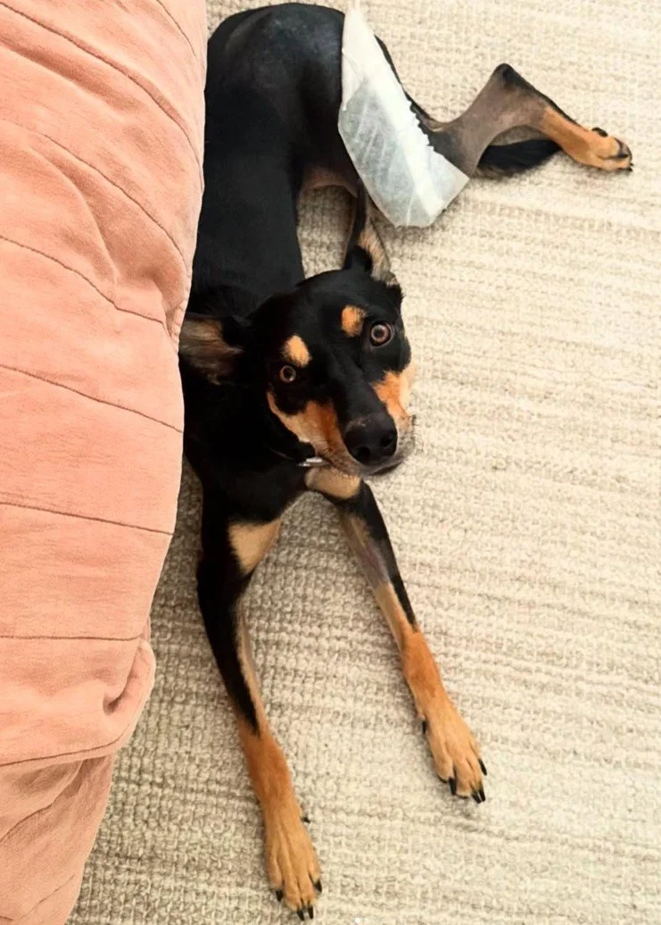 Luna's post op broken bone after visiting Port City Emergency Vets