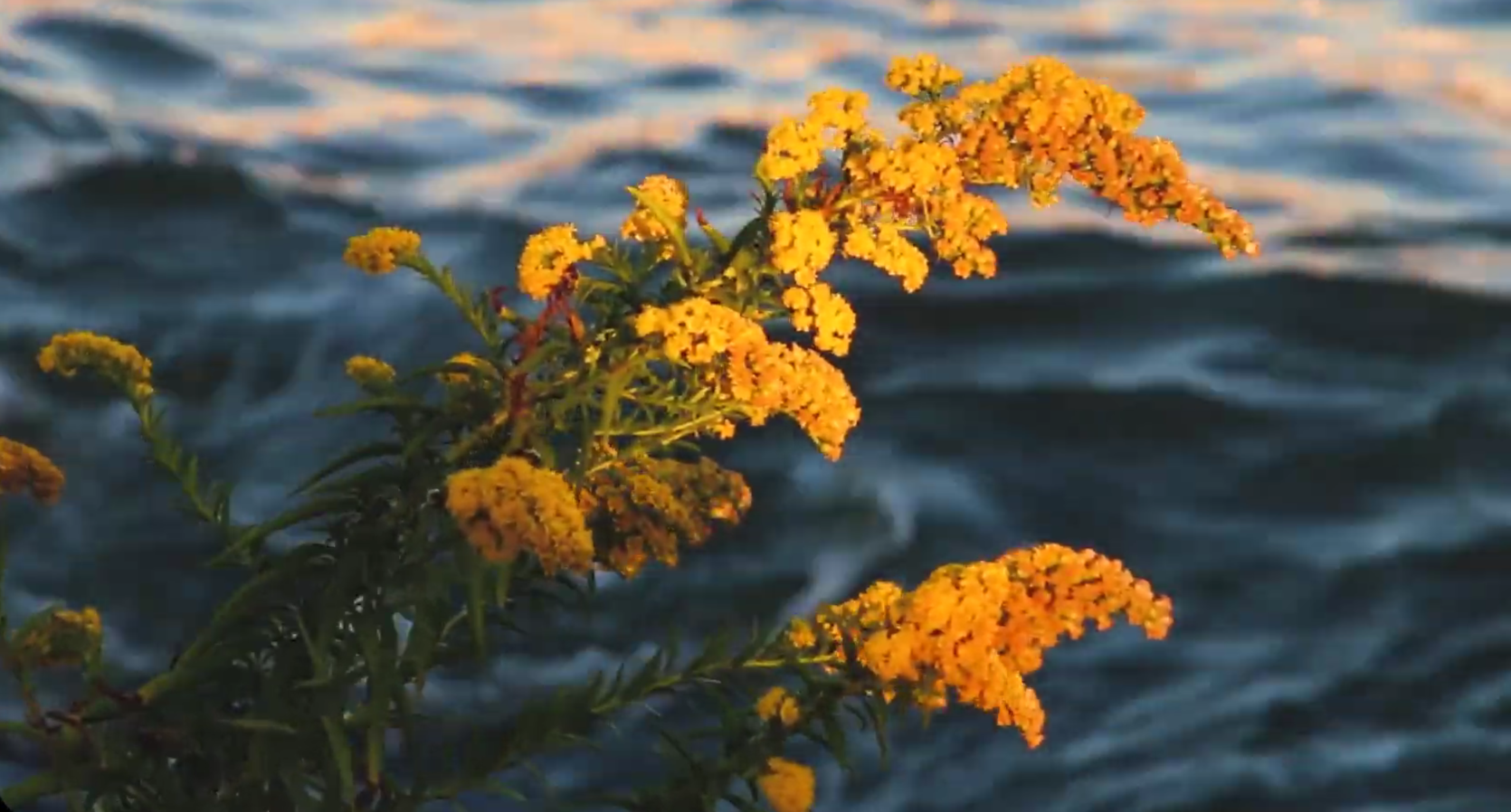 5 in 5: Experimental Film