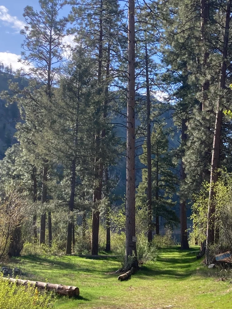 Whistlin' Pine Ranch