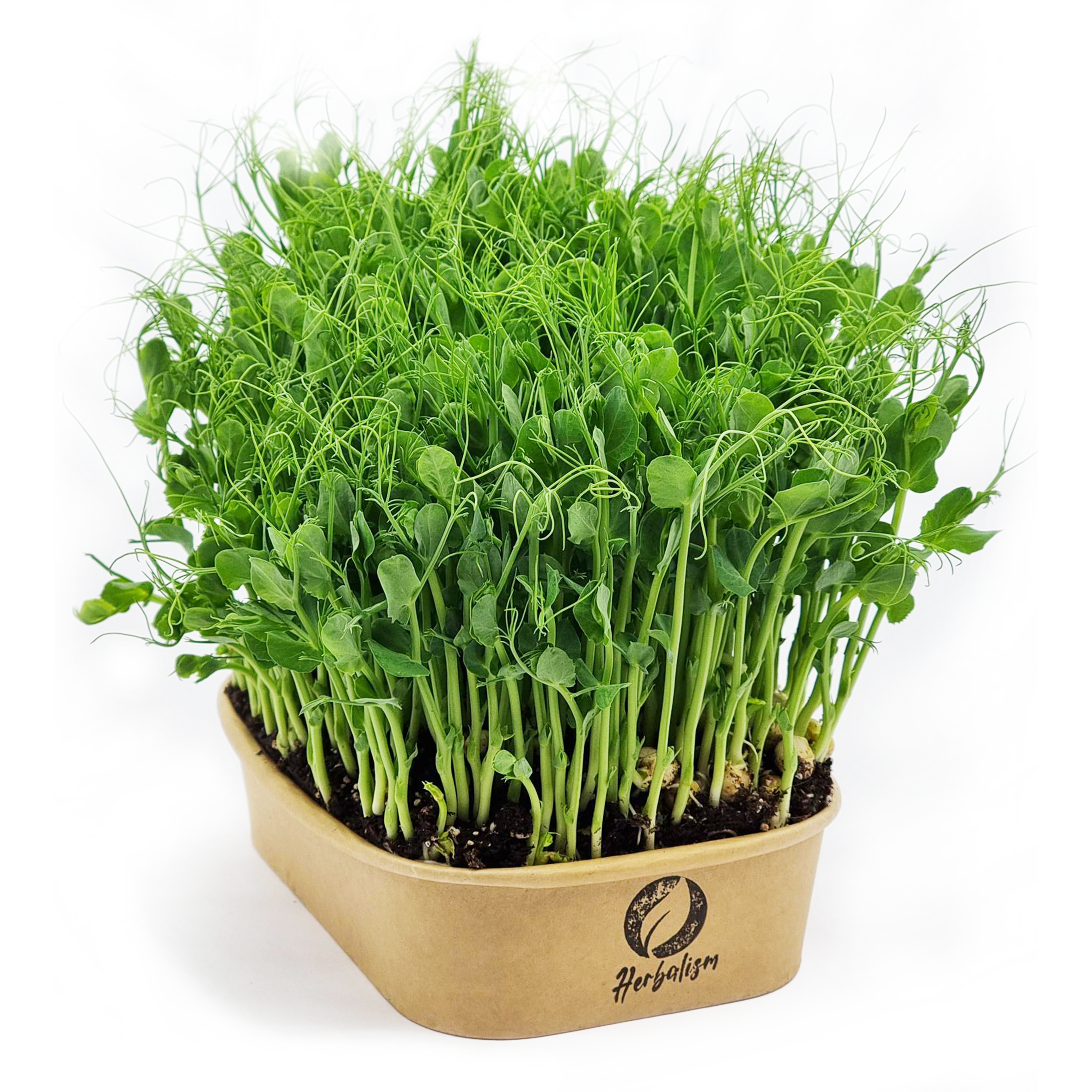Fresh pea microgreens in a biodegradable container, labeled "Herbalism," on a white background.