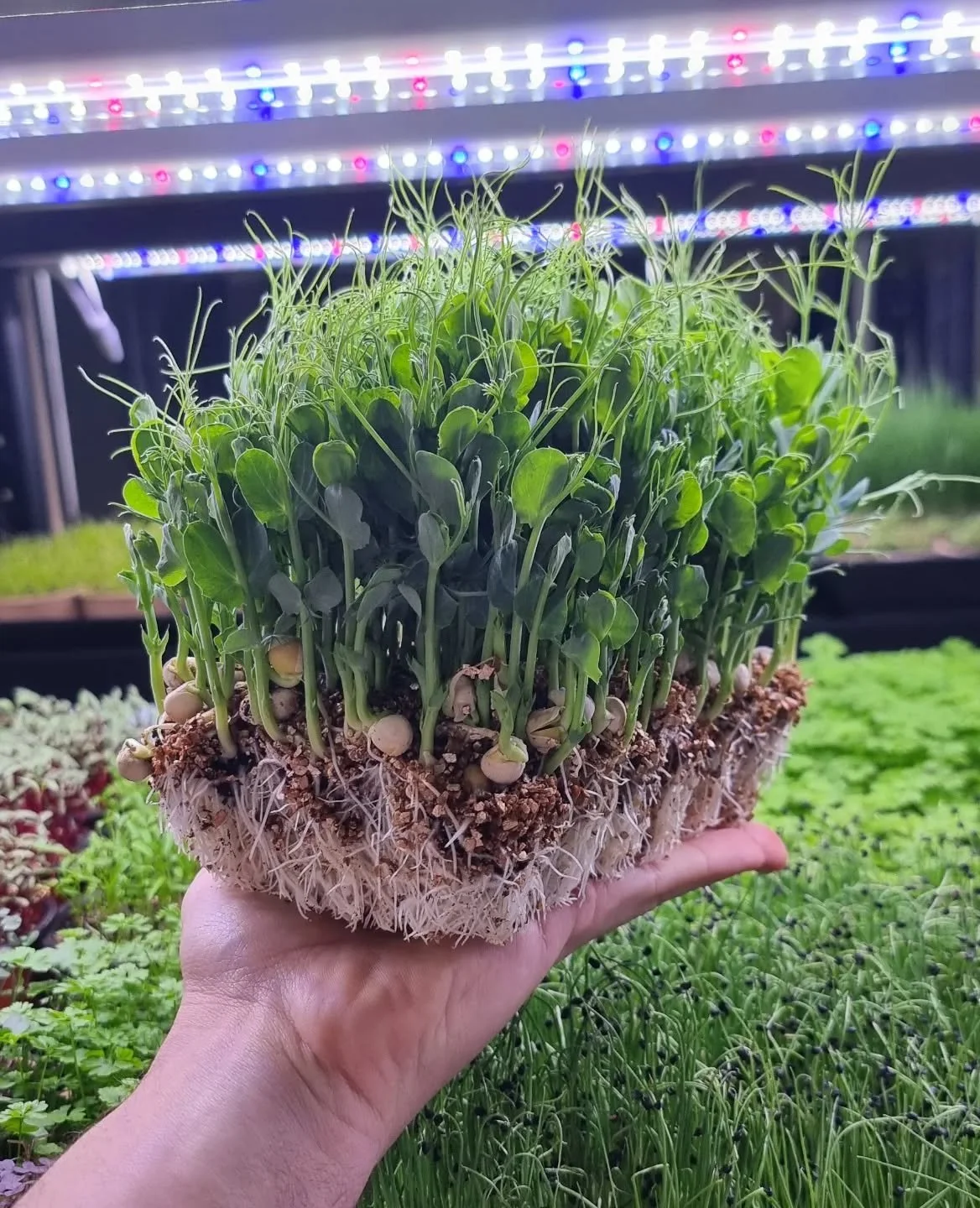 The hunt for sustainable growing, packaging, and delivery options is always continuing. Here's our Twilight Pea Shoot from the updated growing system. 
As Herbalism scales, bio and & cardboard becomes less viable and instead recycled, and recycl