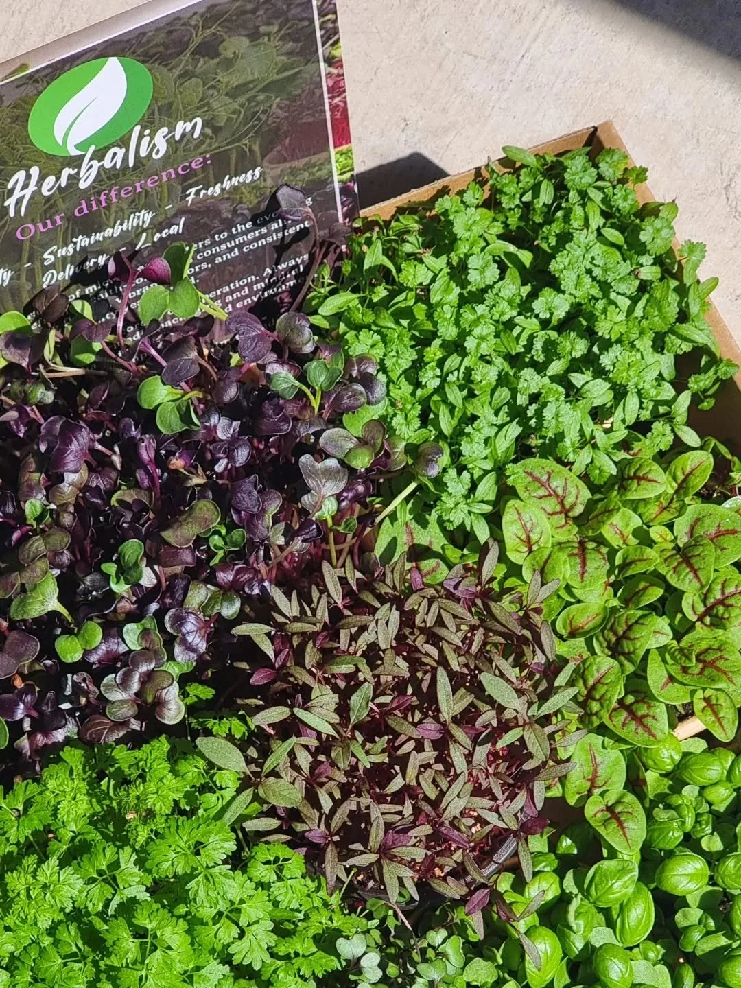The box of classics! 
Radish, Chervil, Sorrel, Amaranth, Basil, and parsley. Loving the gloss in the sun.