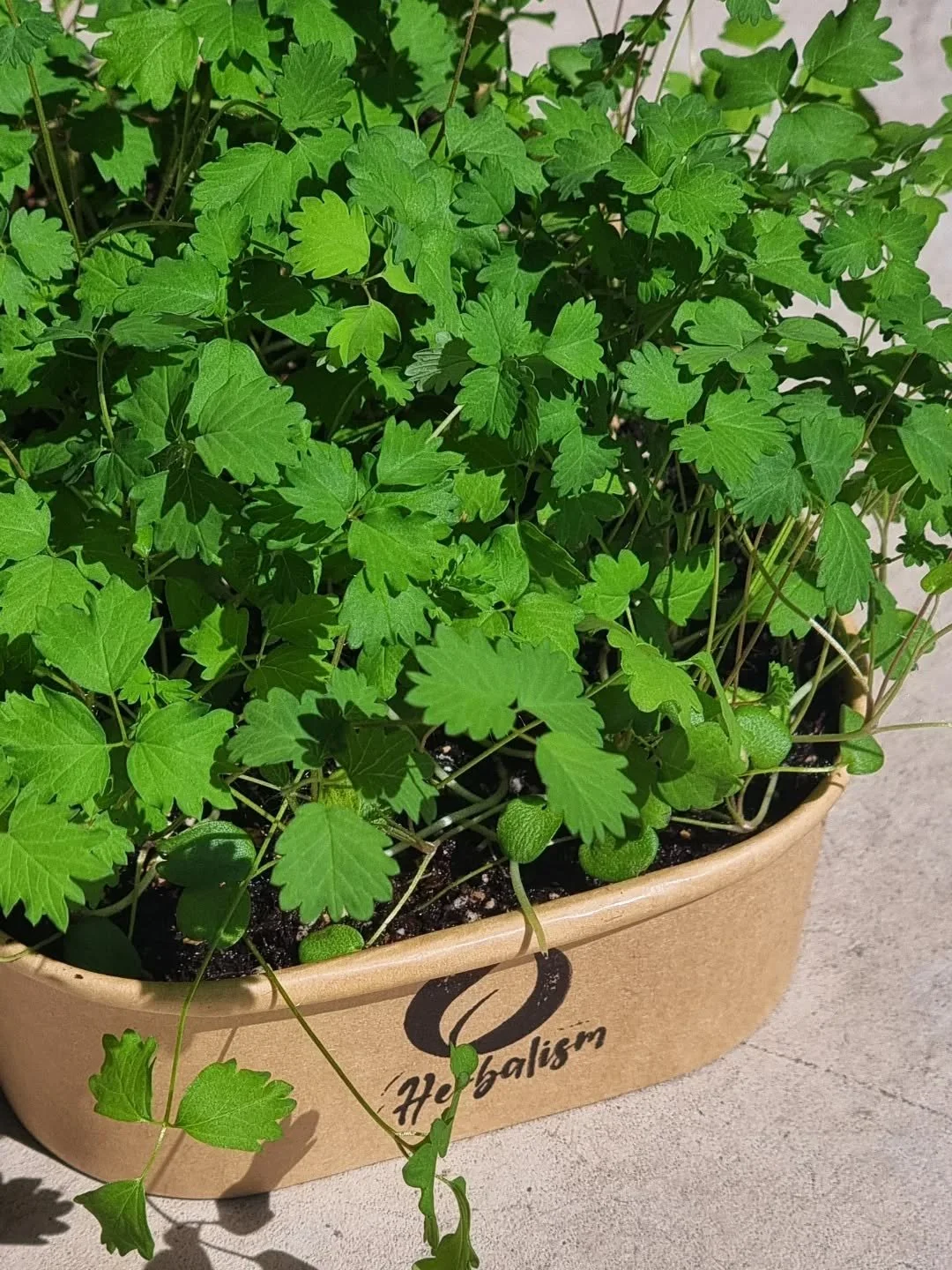 Salad Burnet! 
The herb that tastes like cucumber. Delicious and delicate foliage that makes for the perfect garnish.