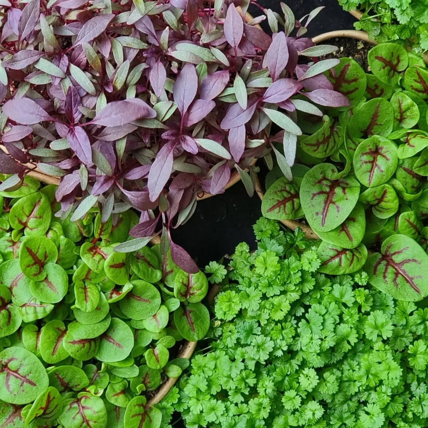 Blood Vein, Amarosa, Parsley, and Basil something different for this week's mixed boxes!