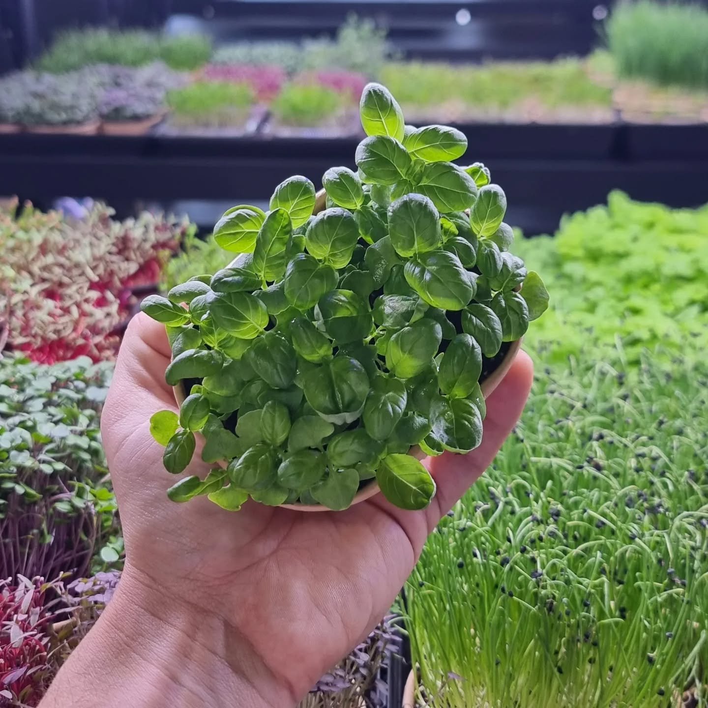 Glossy baby Genovese! 
Classic flavour, unique presentation. 
A favourite at home and beyond!