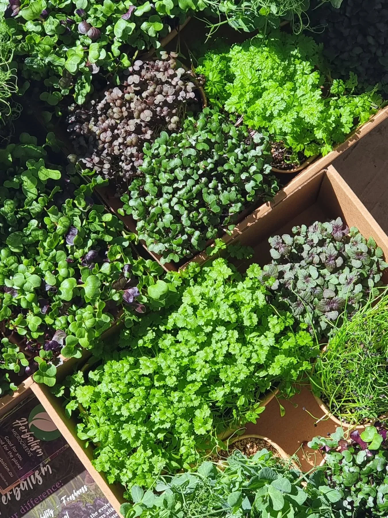 The cafe pack is an easy way to add flavour and flair to your menu. You'll get a selection of 6 vibrant microgreens delivered weekly! A popular choice for getting started or jazzing up the weekly specials!