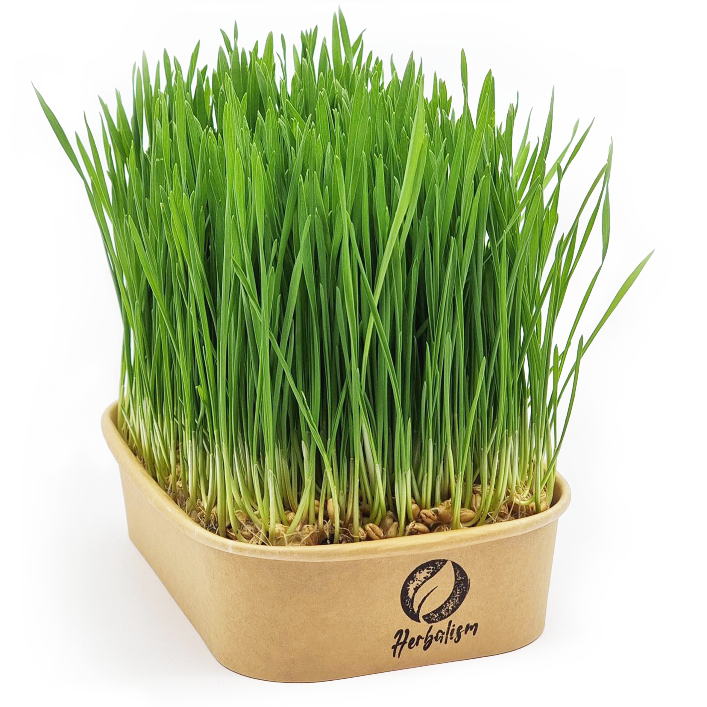 Wheatgrass growing in a brown rectangular container with "Herbalism" logo.