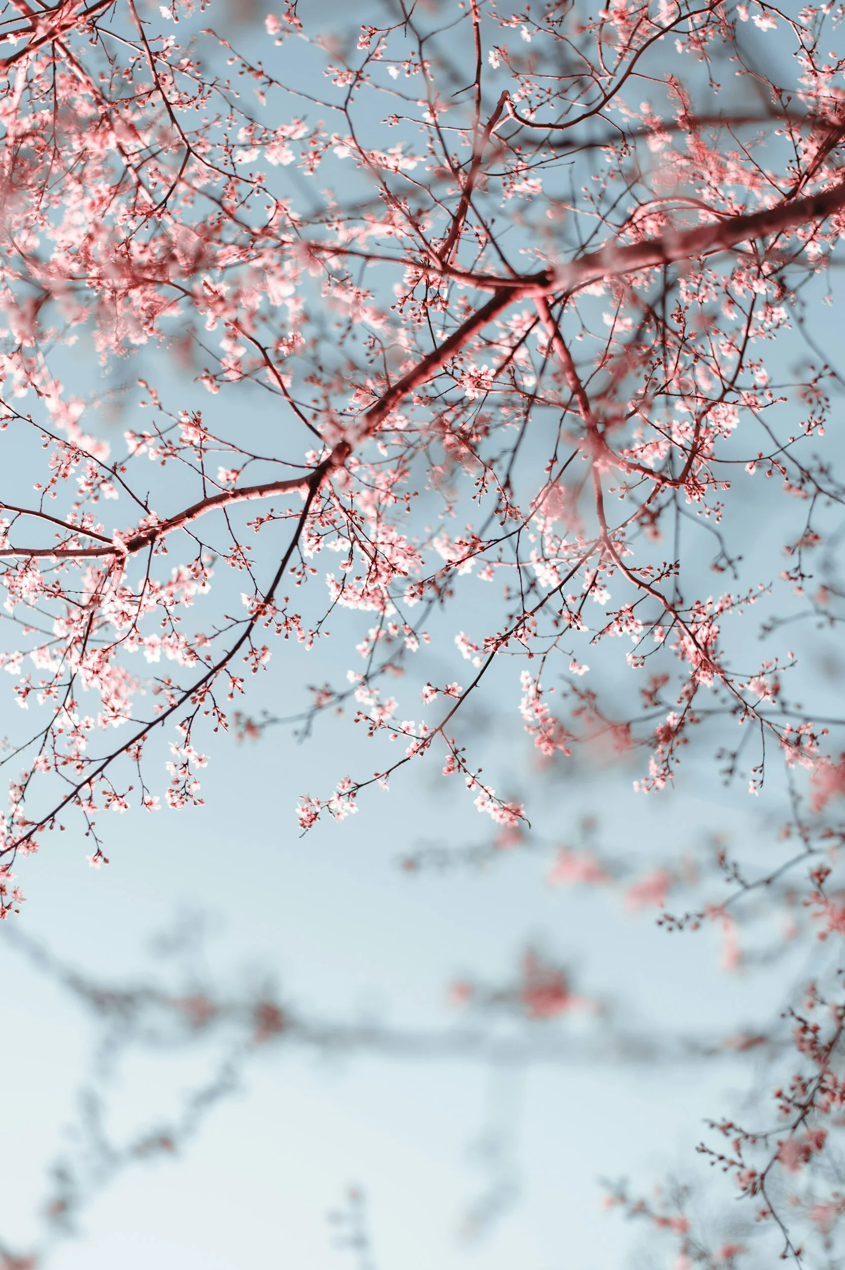 Close-up of pink cherry blossoms on tree branches against a blue sky.