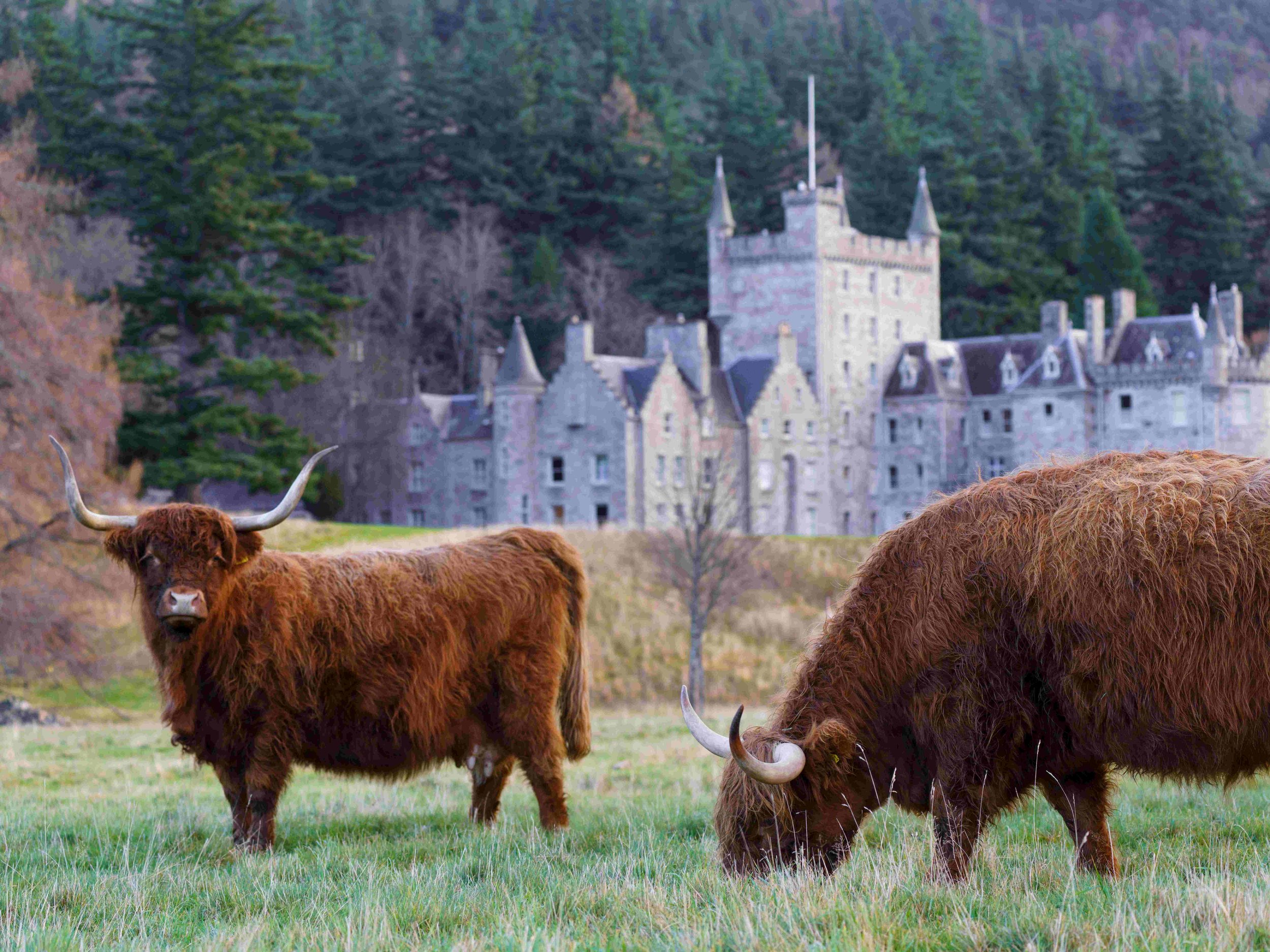 Invercauld Castle_ Credit-martin-bennie-unsplash.jpg