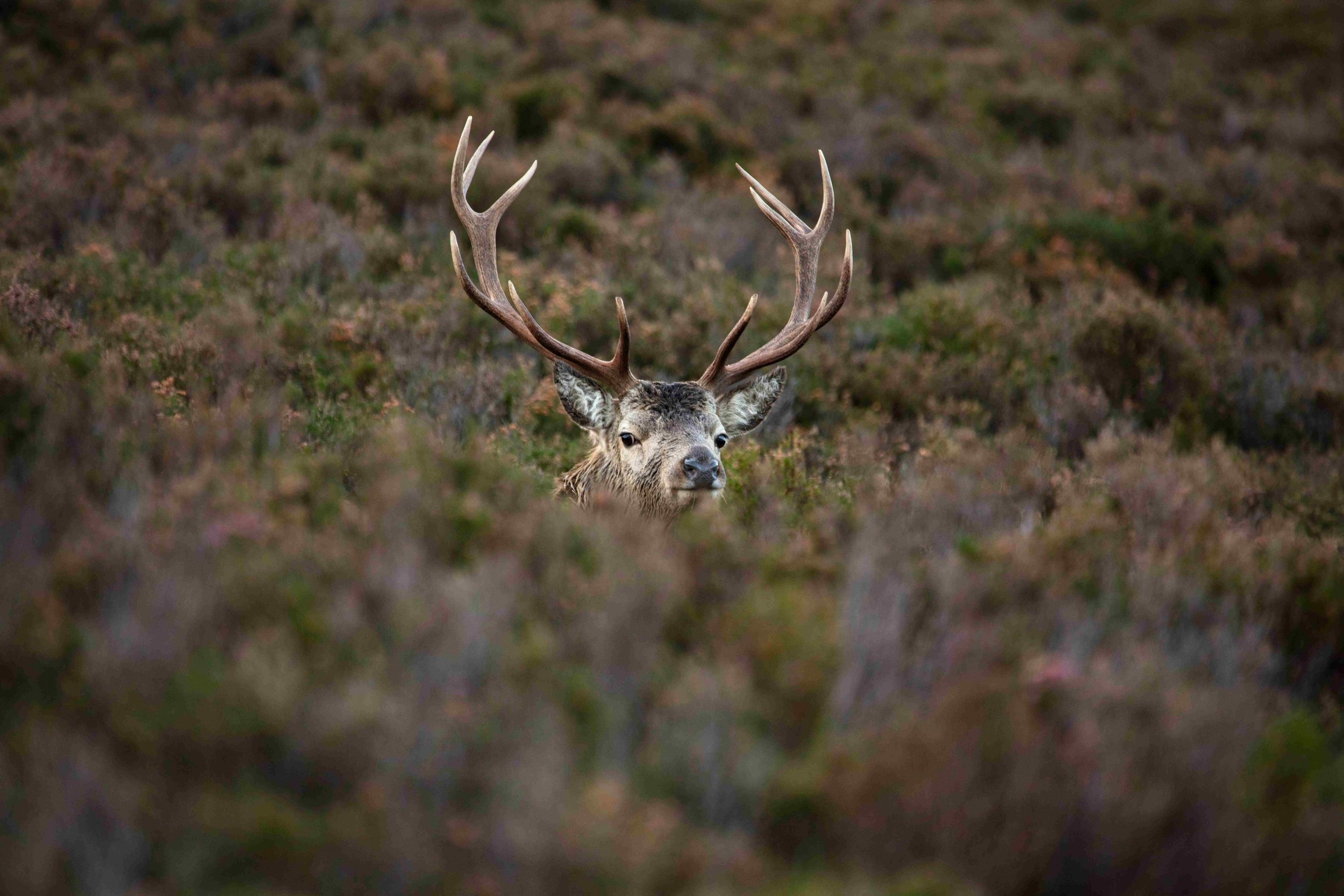 Highland Stag-martin-bennie-unsplash.jpg