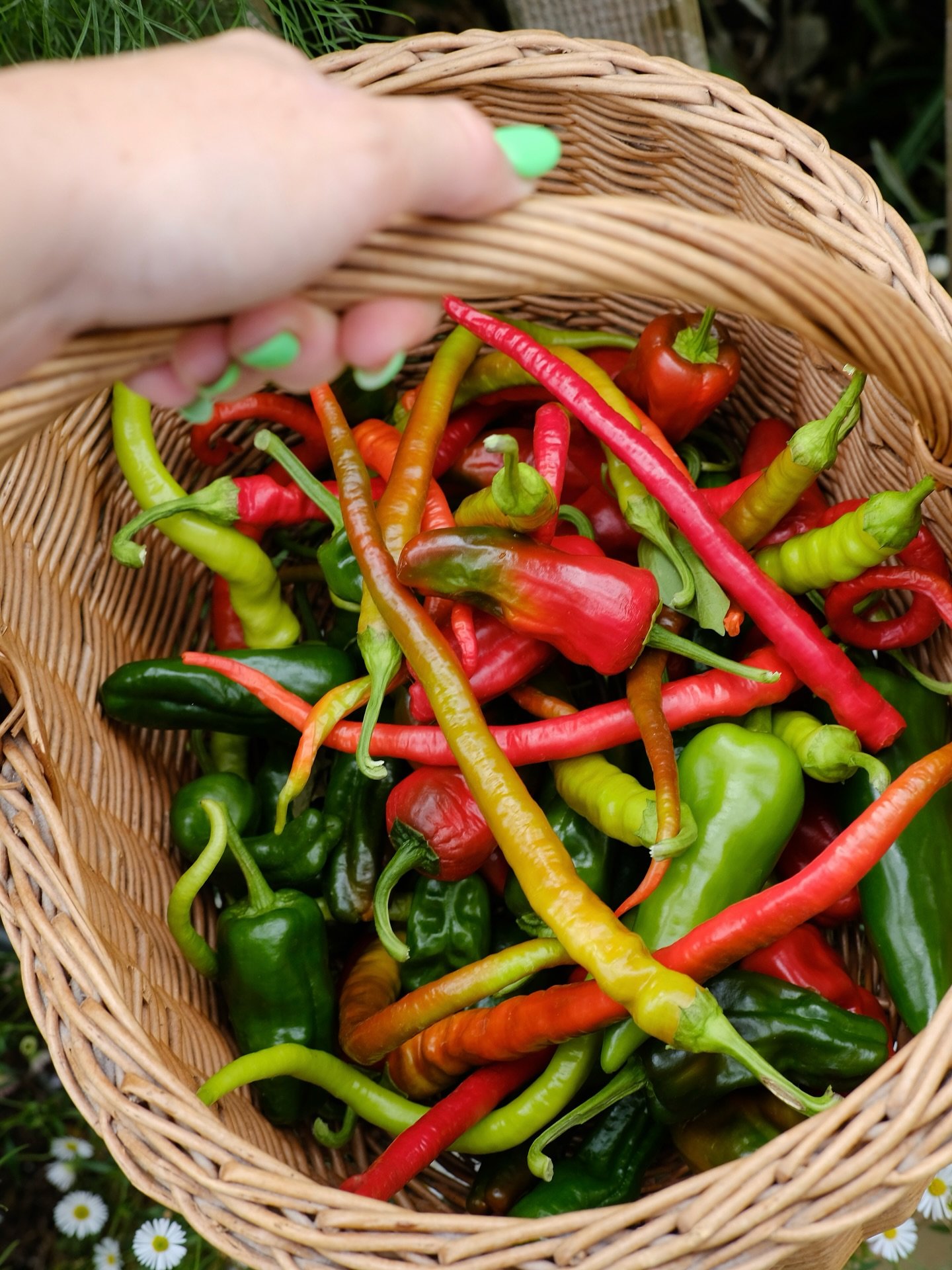 I haven&rsquo;t spent much time in the garden lately, so yesterdays harvests were biggg😍

1. A huge sweet pepper, chilli &amp; Padron pepper haul from the patio greenhouse - any ideas what I should do with these?

2. My @shegrowsveg sweet pepper &ls