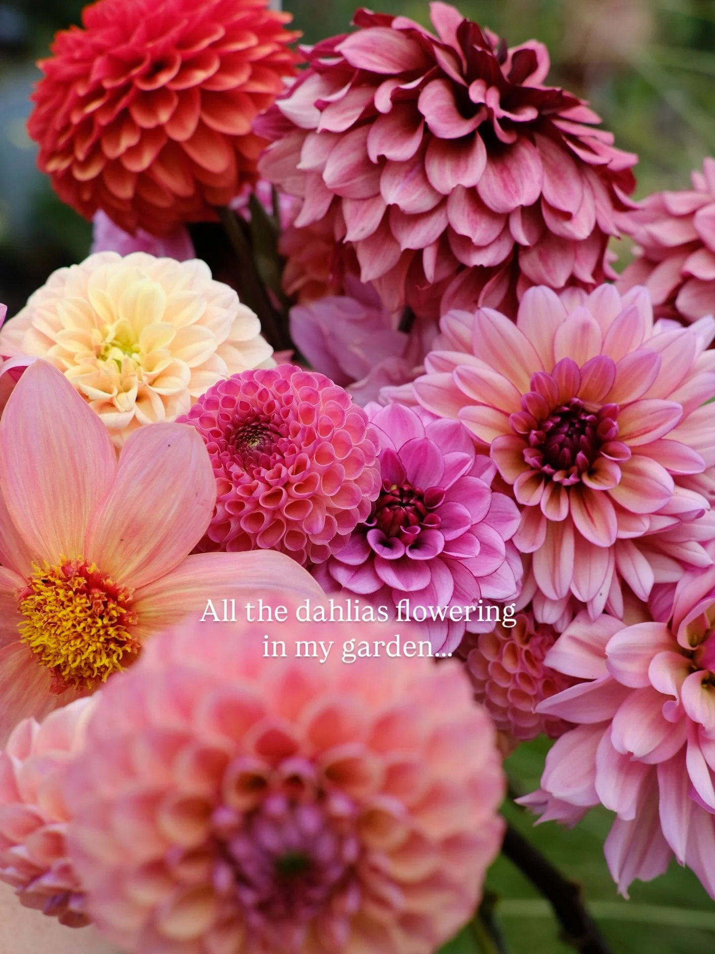 I did one of these for cosmos the other day, so I thought I&rsquo;d do one for my dahlias too🥰. However not every single dahlia is perfectly in flower🤦🏻&zwj;♀️so it&rsquo;s hard to get them all. But this is 80% of what I&rsquo;m growing! 

As you 