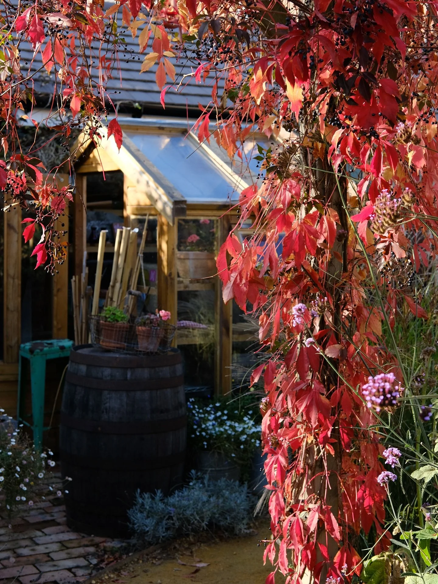 Some snaps from the garden this week&hellip; 

1️⃣ The Virginia creeper in all its glory 
2️⃣ The last of the dahlias 🥲
3️⃣ The Miscanthus grass seed heads 😍
4️⃣ Dahlia &lsquo;copper boy&rsquo; 
5️⃣ Dahlia &lsquo;Burlesca&rsquo; 

I managed to get 
