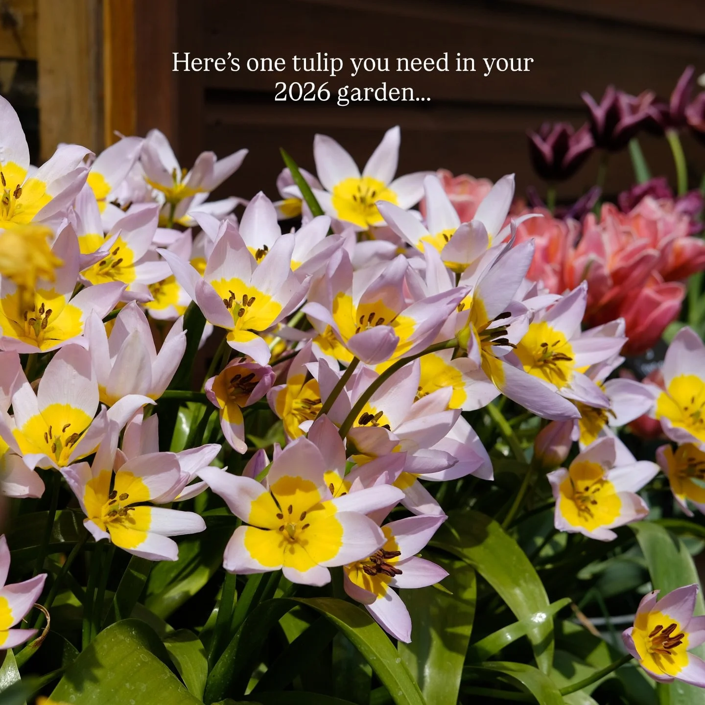 It&rsquo;s finally cold enough to get those tulip bulbs in the ground!

But there&rsquo;s still plenty of time, so if you haven&rsquo;t got your bulbs yet then add these to your list. You won&rsquo;t regret it! 

These are tulip &lsquo;lilac wonder&r