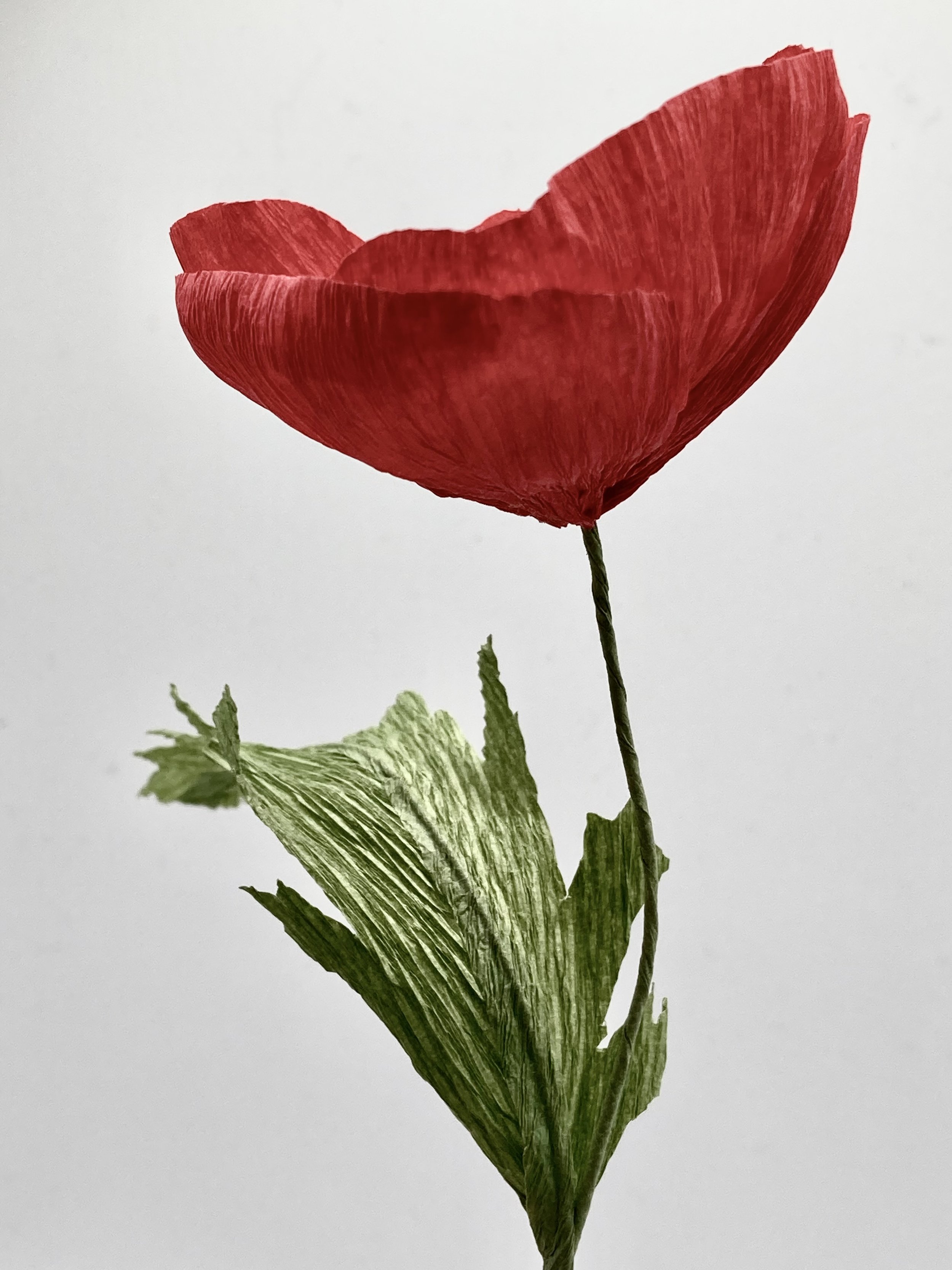 IMG_0324.jpeg