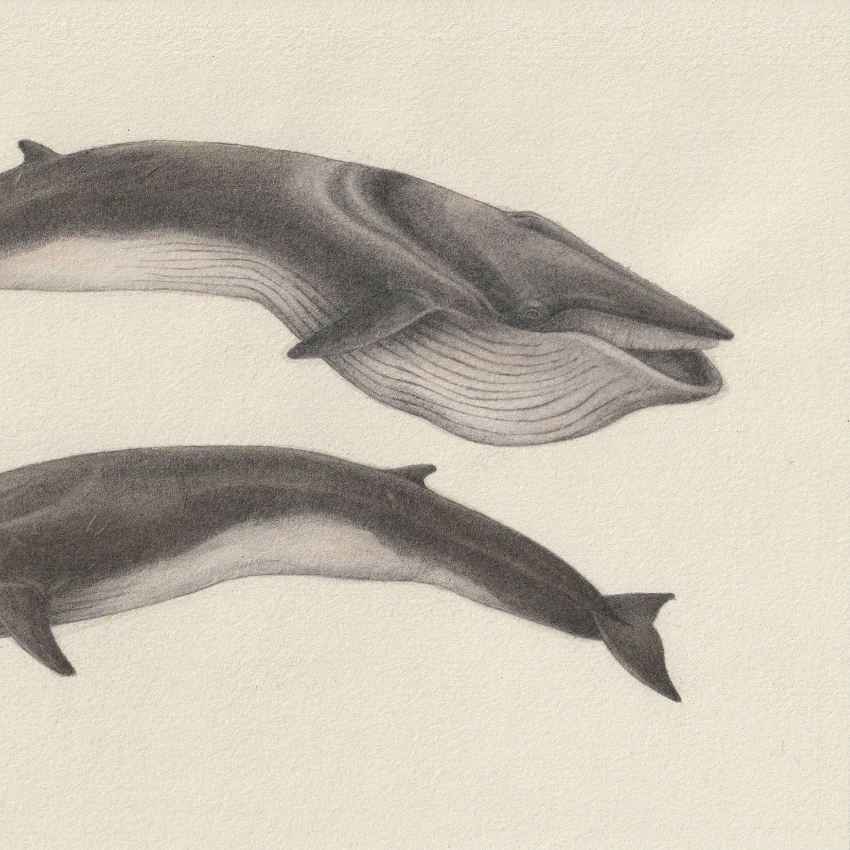 Cetaceans