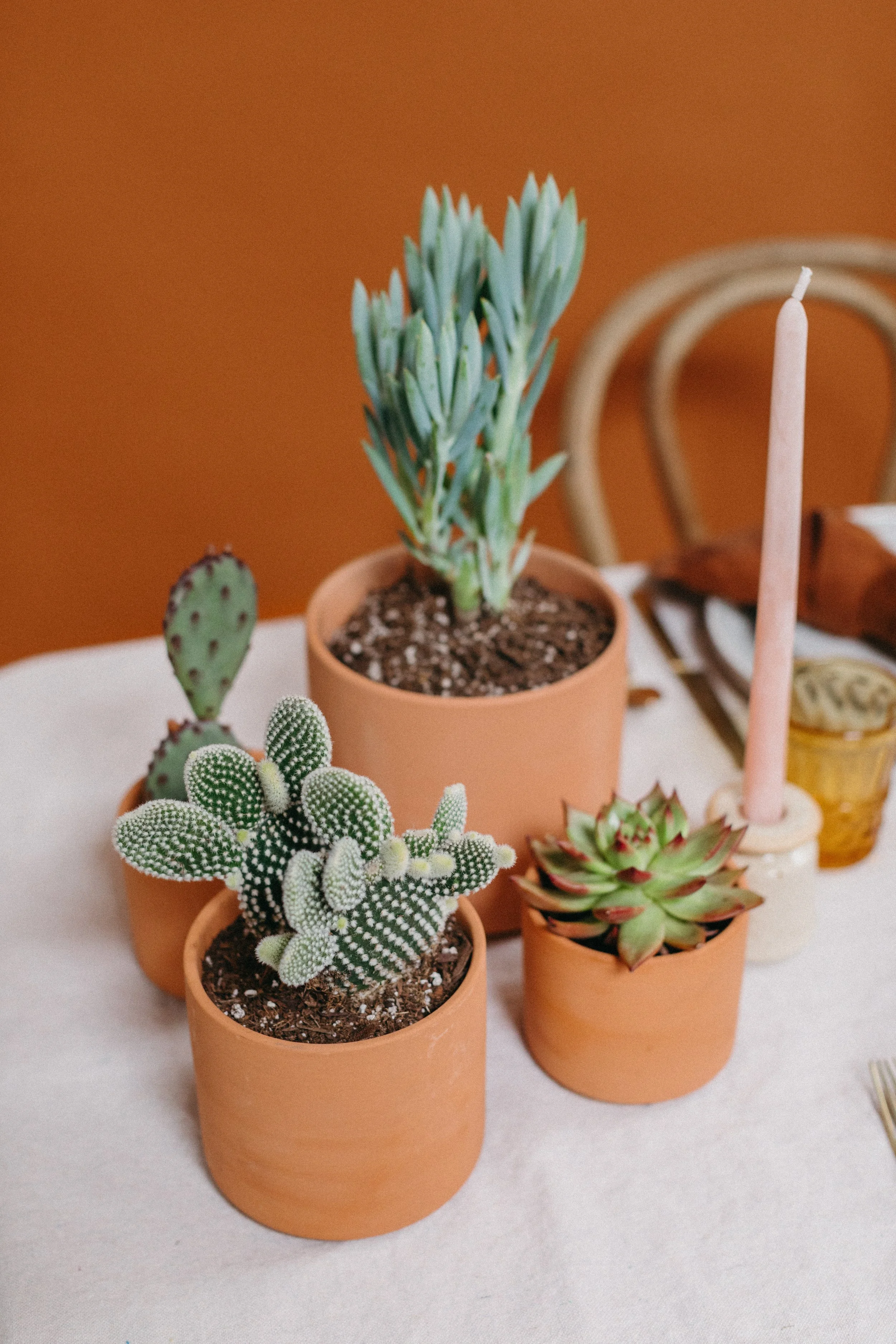 Tabletop+Desert+Plants+in+Terra+Cotta+Pots.jpeg