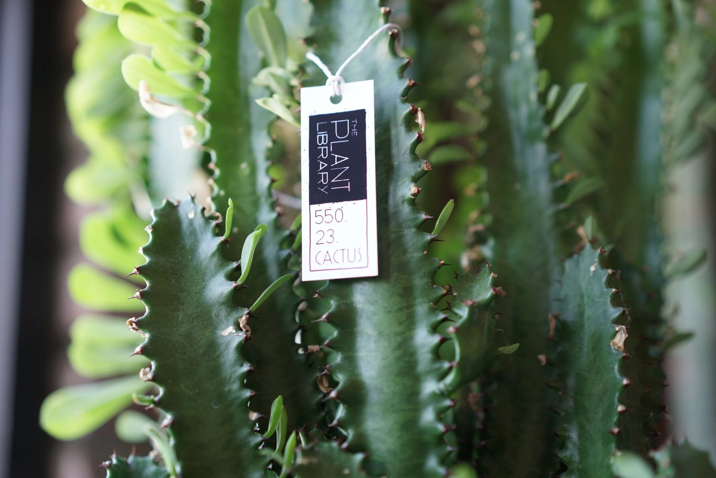 plantlibrary3.jpeg
