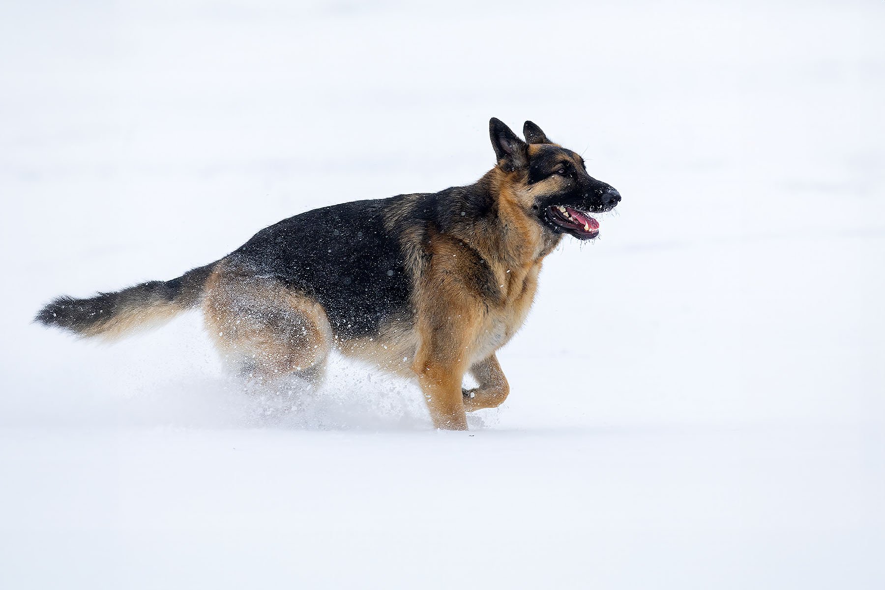 GSD2_4x6_wo.jpg