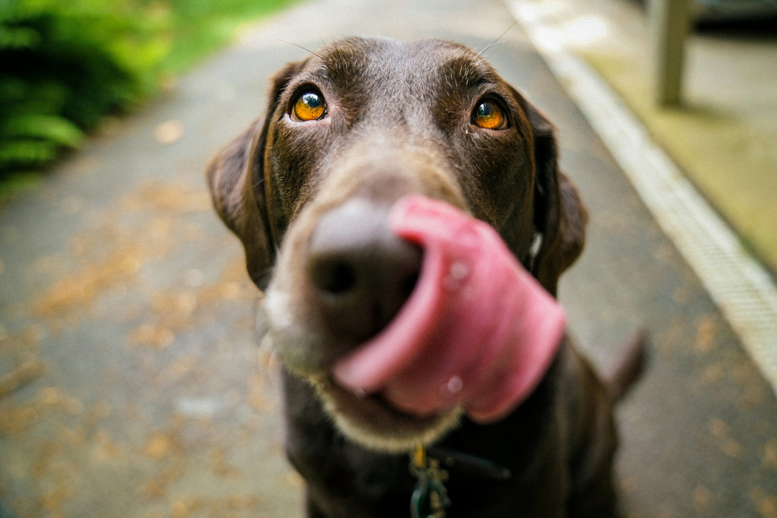 Why Gut Health = Good Vibes (for Your Dog)