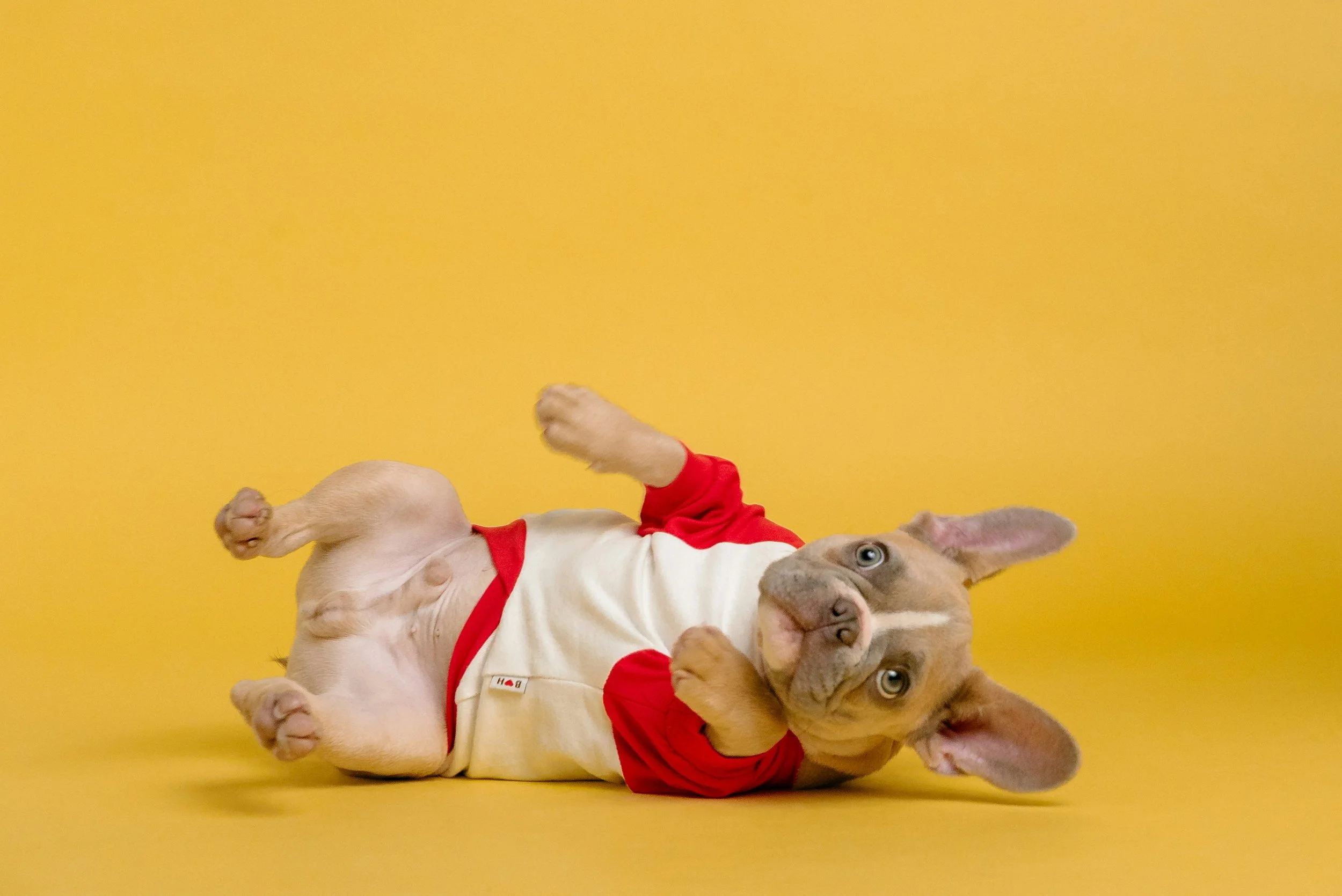 A Treat That Treats Your Pet’s Wellbeing