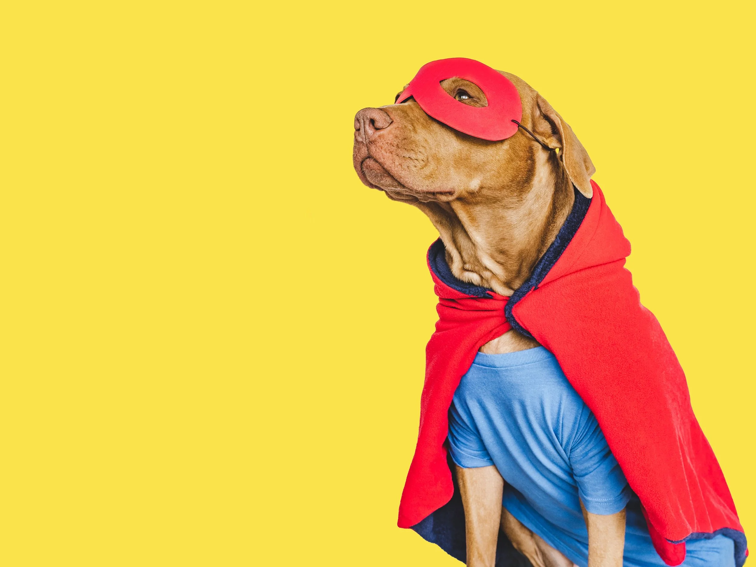 Give a Care: Because Good Gut = Good Dog