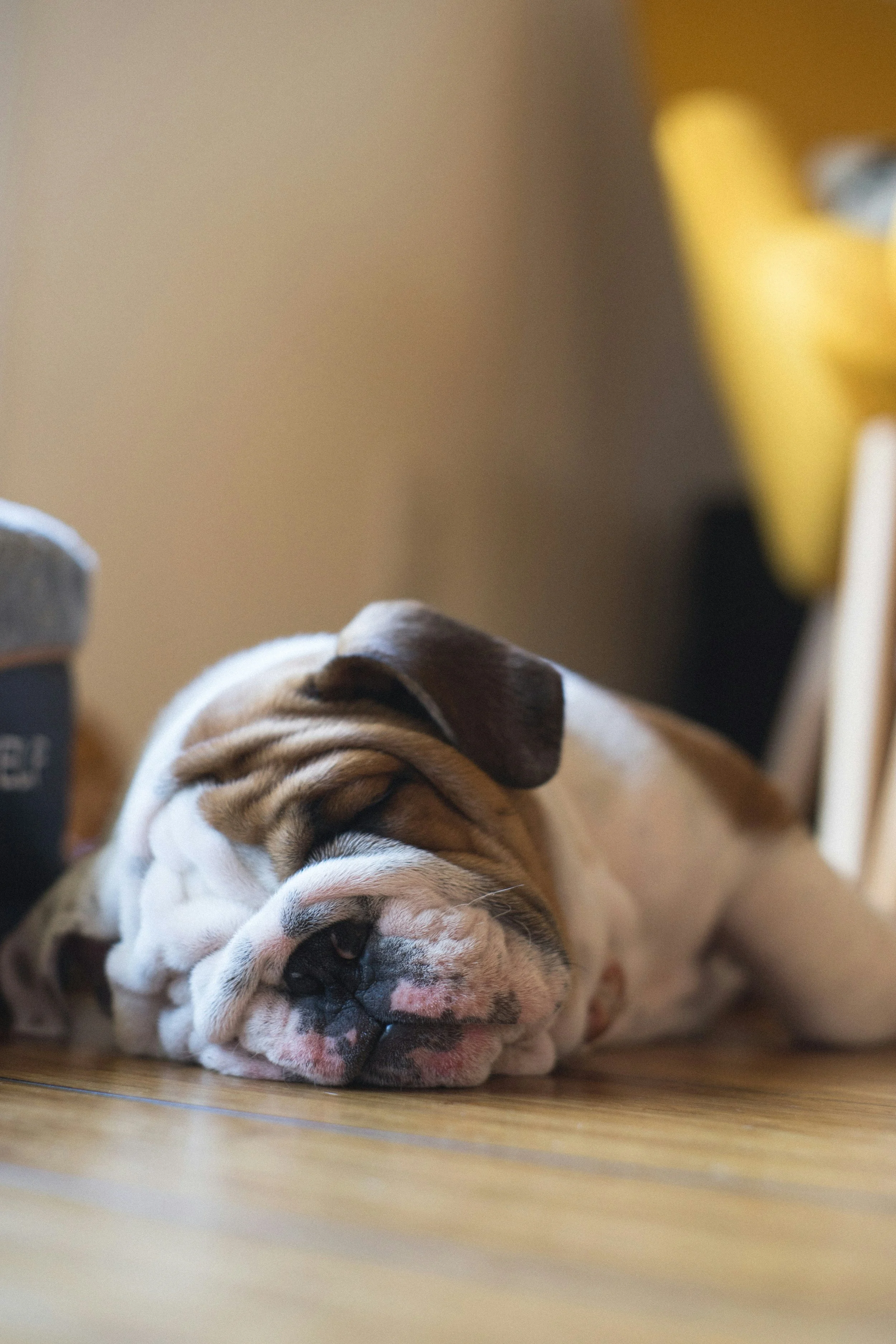 Why Hemp Dog Treats Are the Chill Pill Your Pup’s Been Waiting For