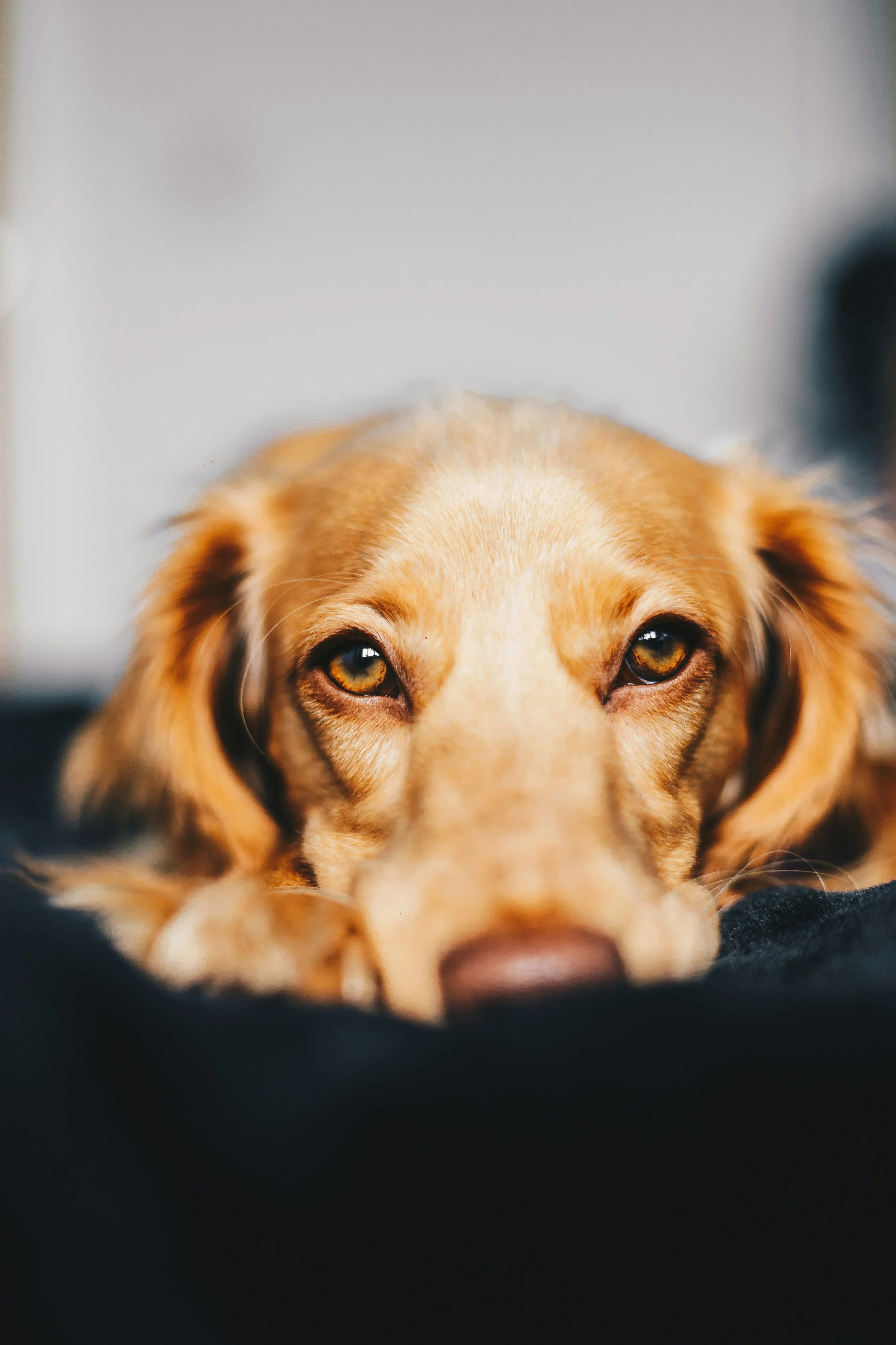 Calming Treats for Dogs – Do They Actually Work, or Is It Just Wishful Thinking (and Whimpering)?