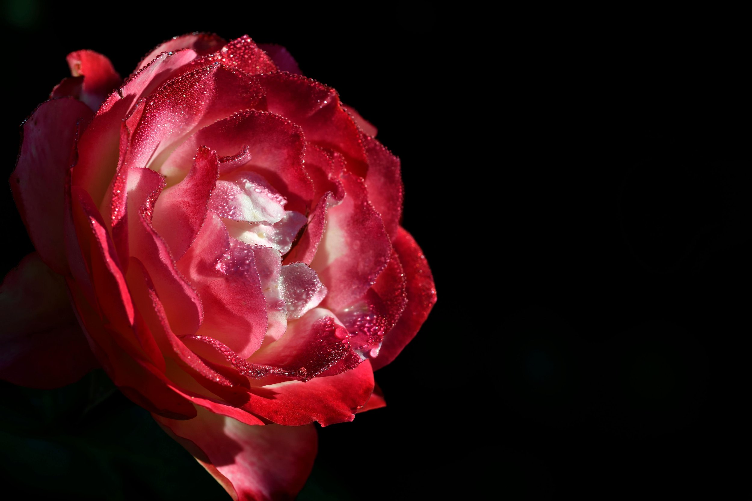 Embracing Grace: 6 Transformative Benefits for Professional Women