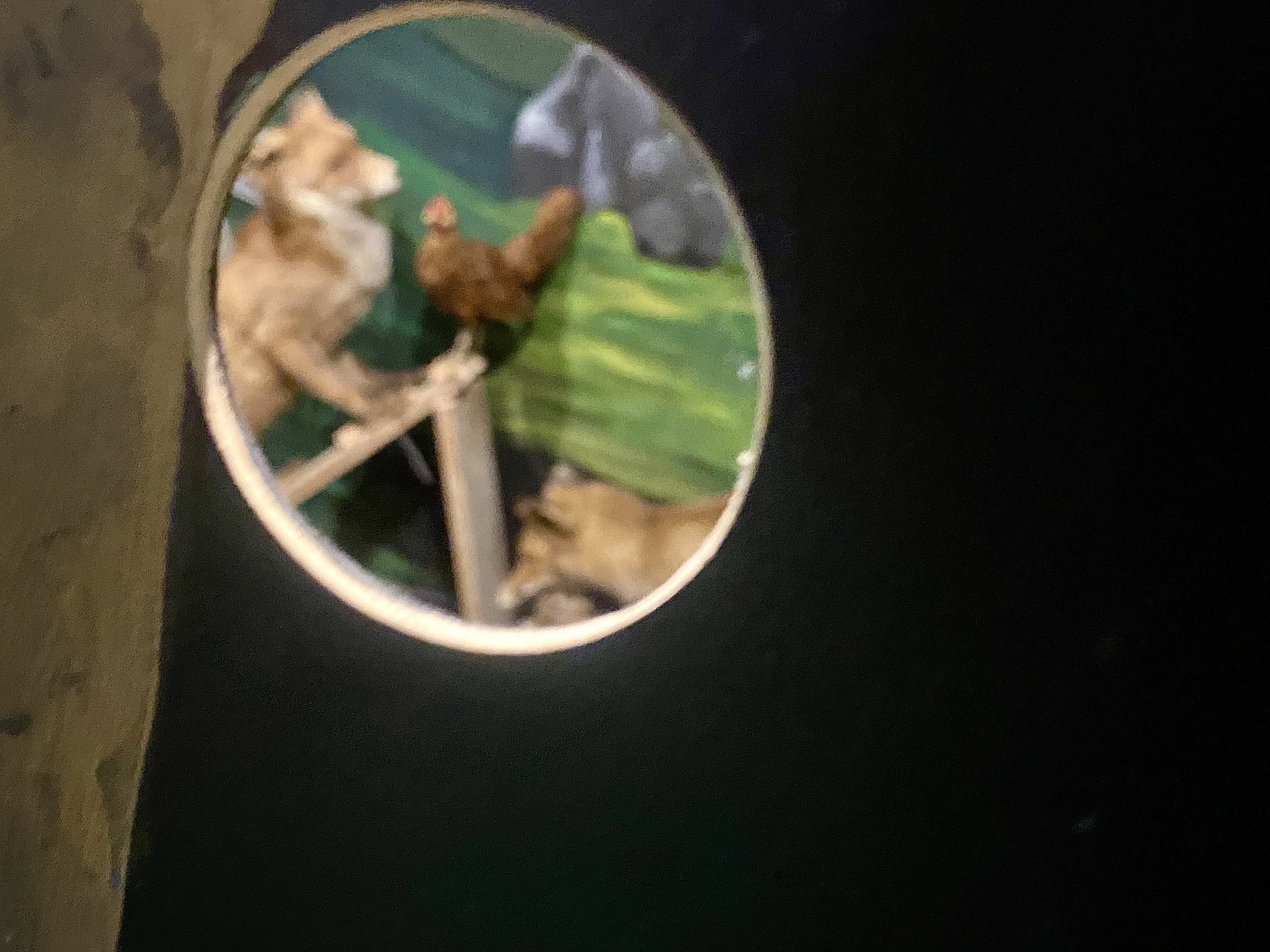 IMG_0210.jpeg