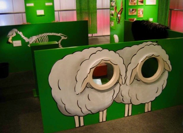 SchapenSchapen (3).jpeg