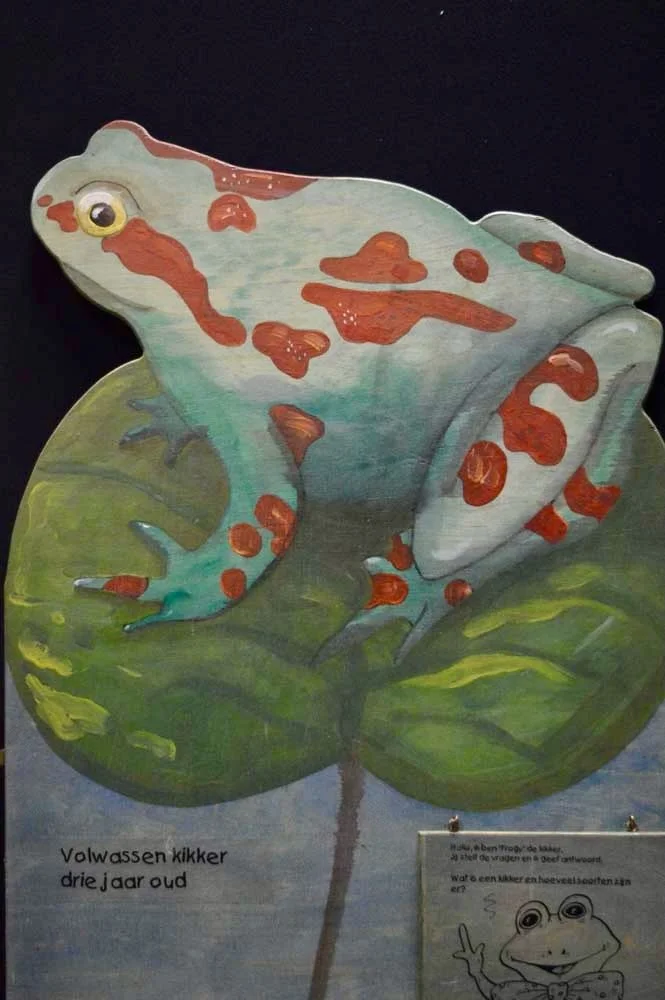 Frog de kikker (8).jpeg