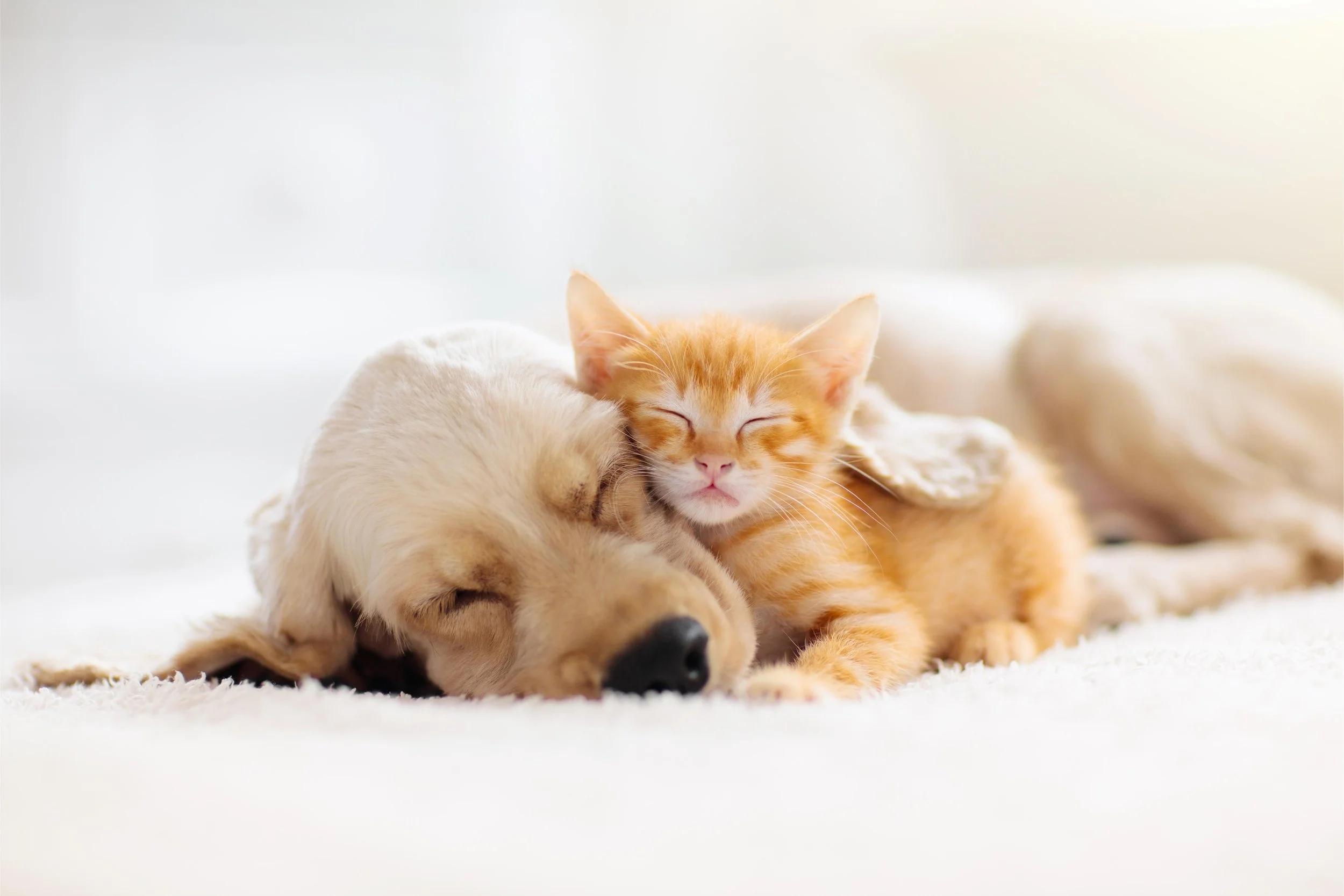 Chien chaton endormis.jpg