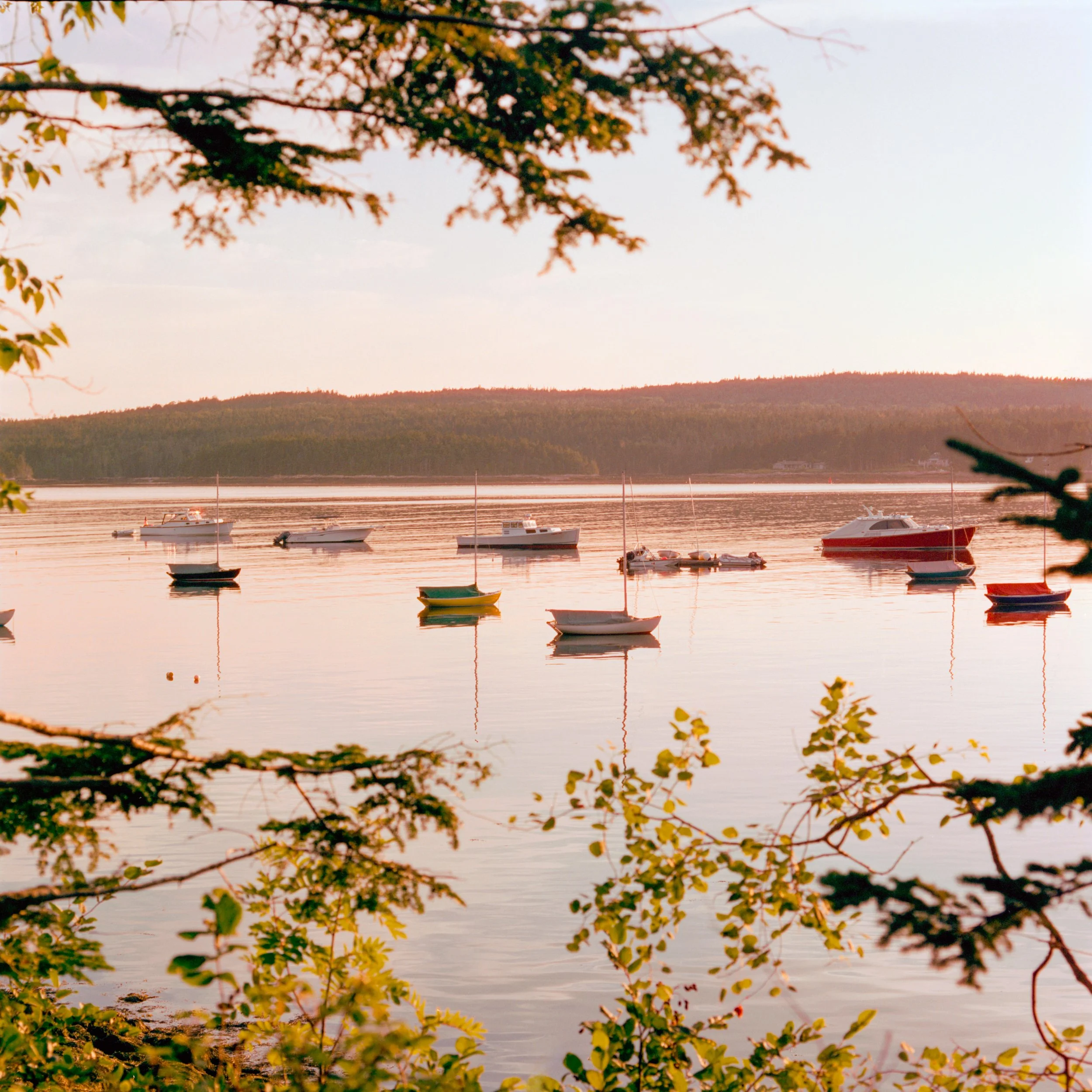 Cinestill 400D ~ 44.38400° N, 68.09235° W
