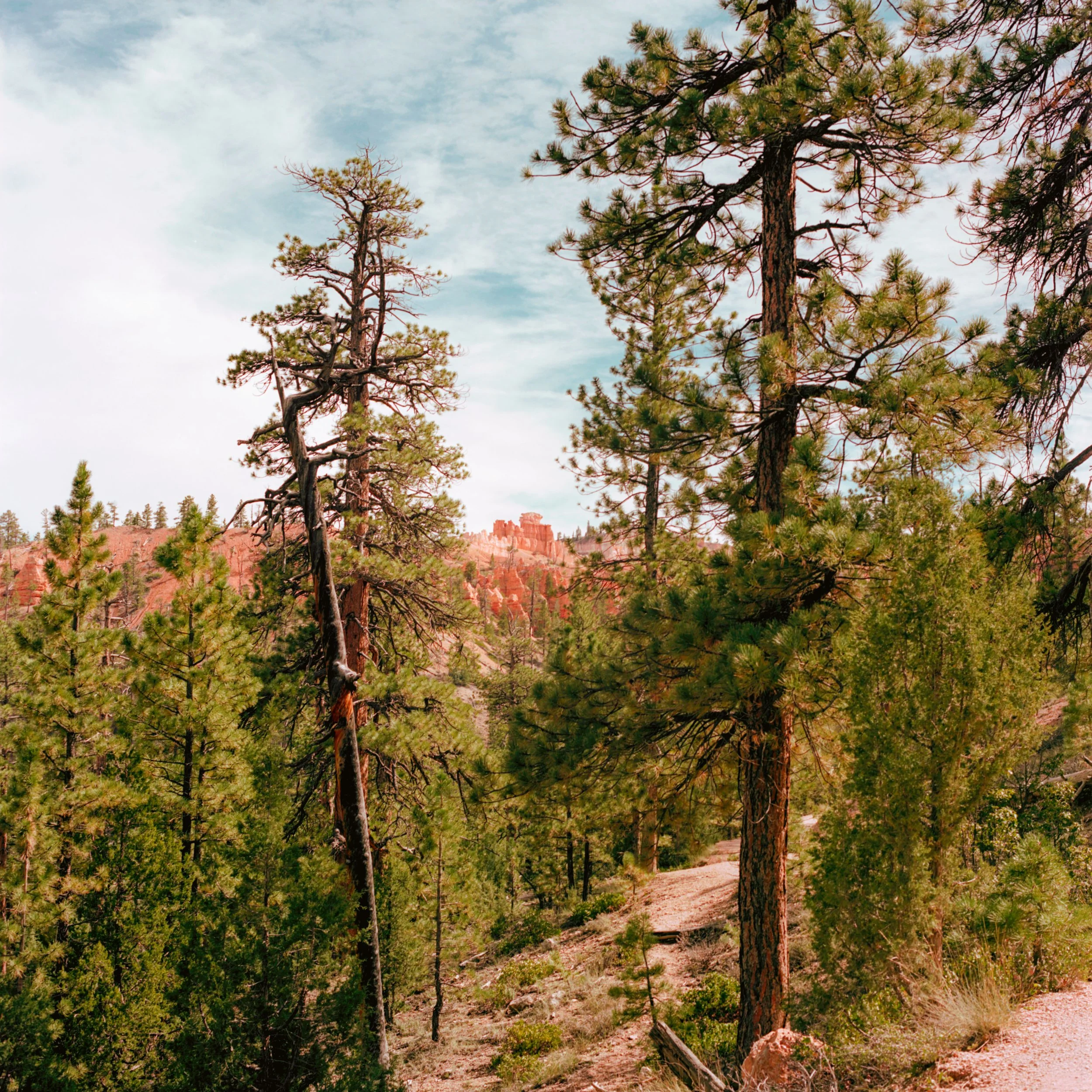 Portra 160