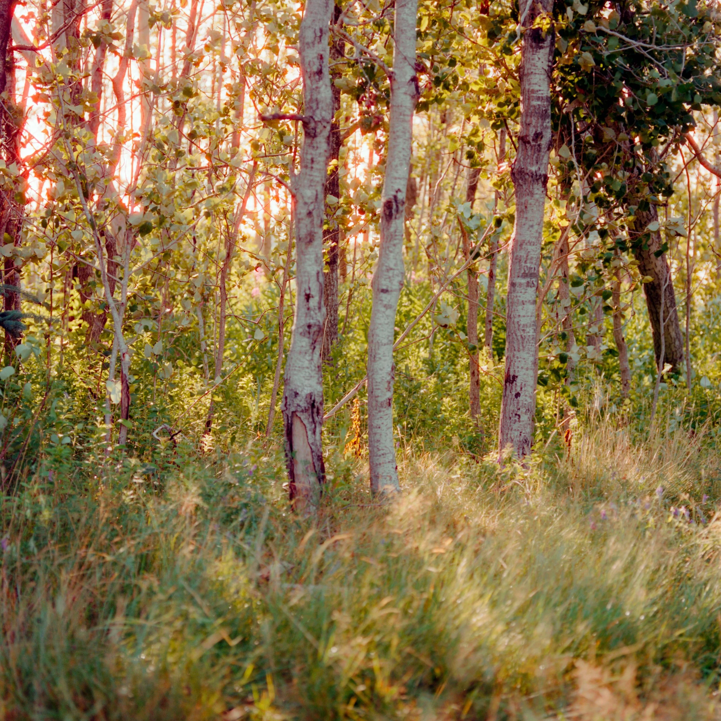 Cinestill 400D ~ 44.37555° N, 68.07185° W
