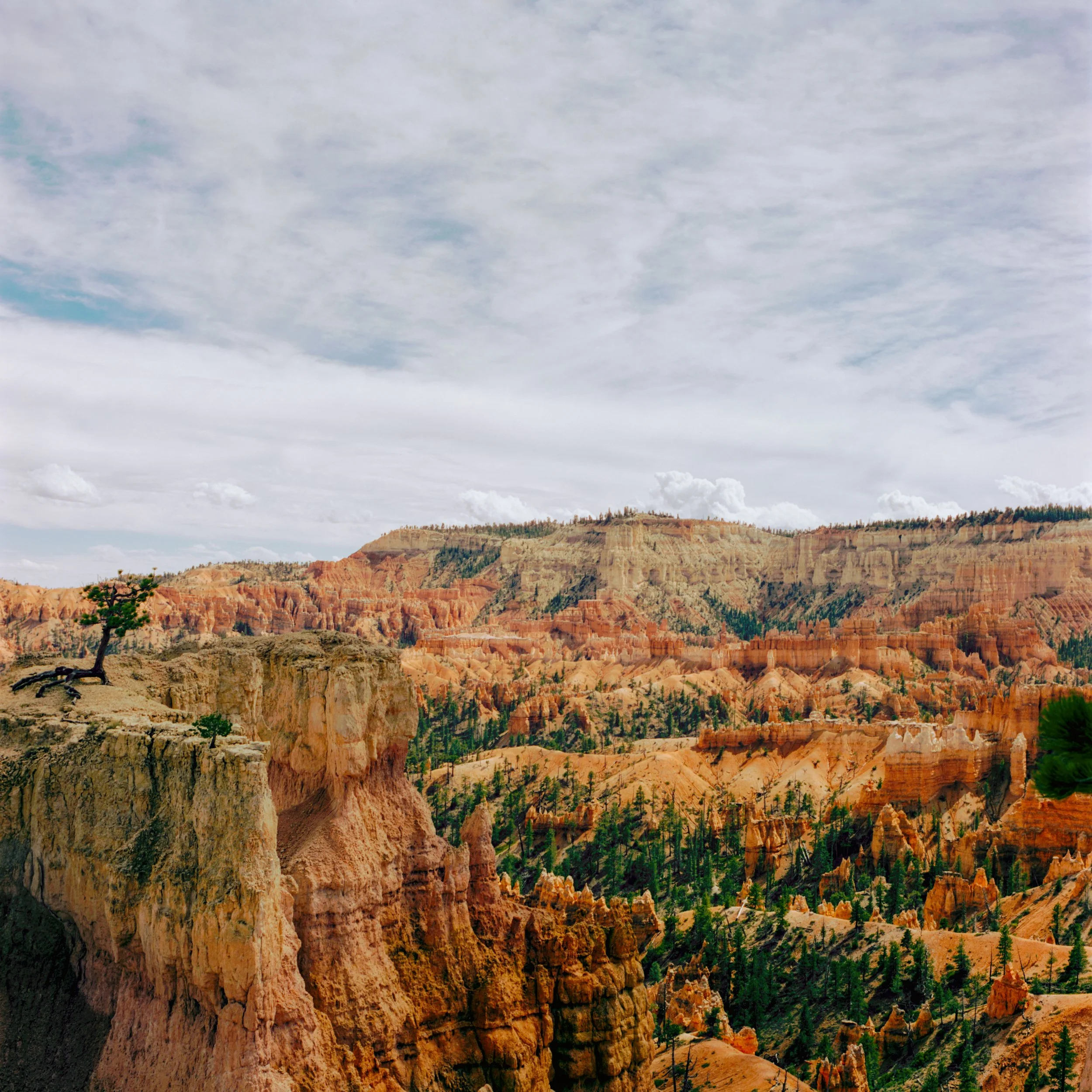 Cinestill 50D