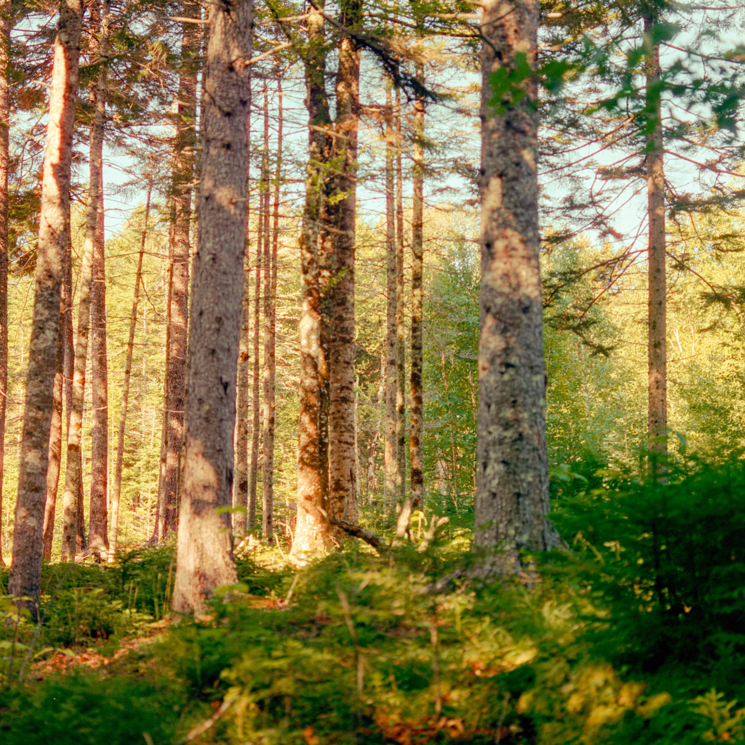 Cinestill 400D ~ 44.38040° N, 68.09134° W