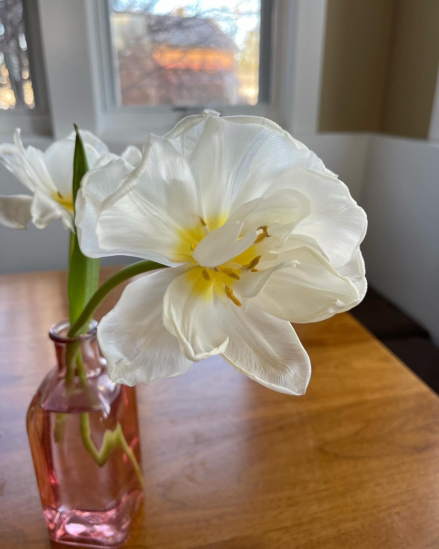 Is anyone else in complete awe of tulips? This Mondial (grown by @bloomandgrowfarm ) is 12 days old and looks completely different but somehow more beautiful every morning.  Each day, the petals have reflexed or curled in a new way, and the stems jus
