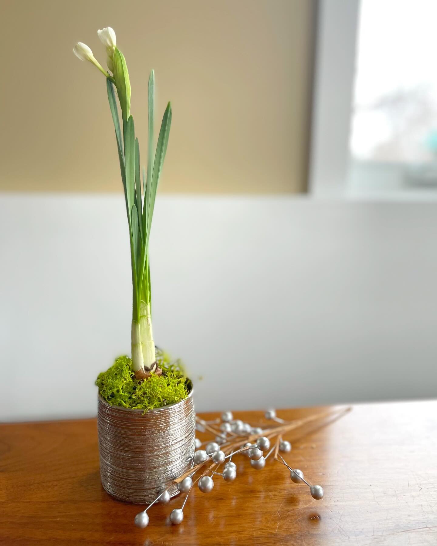 Just added paperwhite gardens and hosting gifts back to our website! And potted amaryllis are growing and ready to head out the door too! 

Want to make a custom garden gift and choose your own bulbs + pot? DM me and we will make it happen!

#reddoor