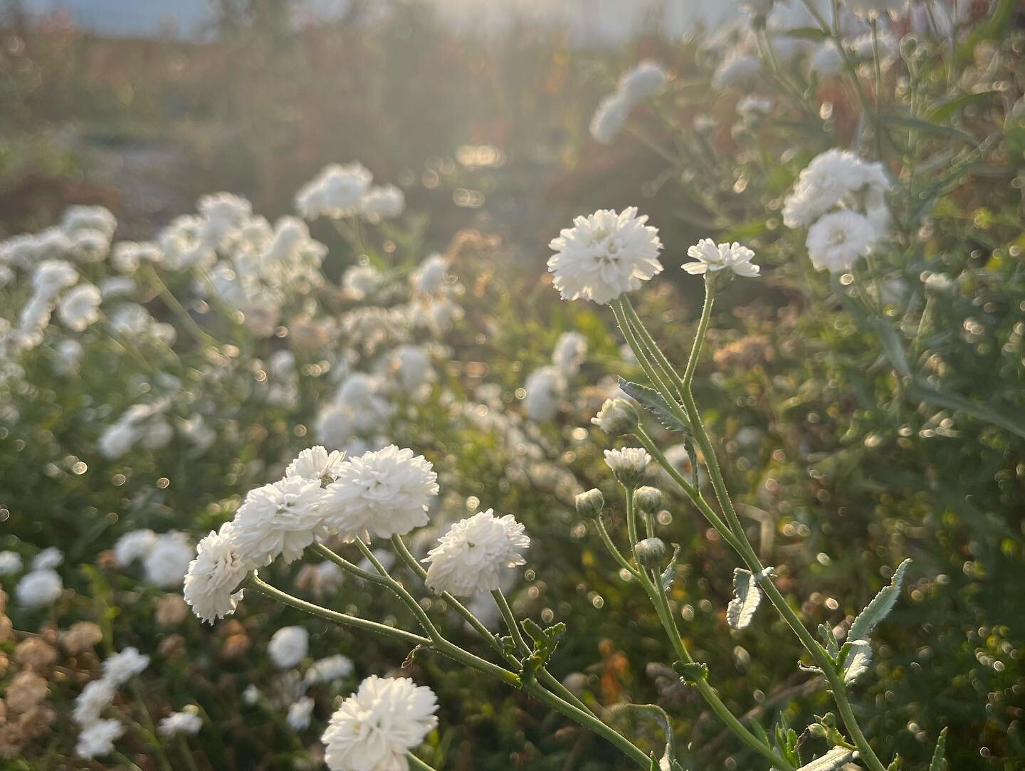 And that&rsquo;s a wrap on our growing season! Almost everything got nipped by frost except these little white yarrow, pink perennial scabiosa and one last dahlia hanging on tight.

A huge THANK YOU to everyone who supported our small business in suc